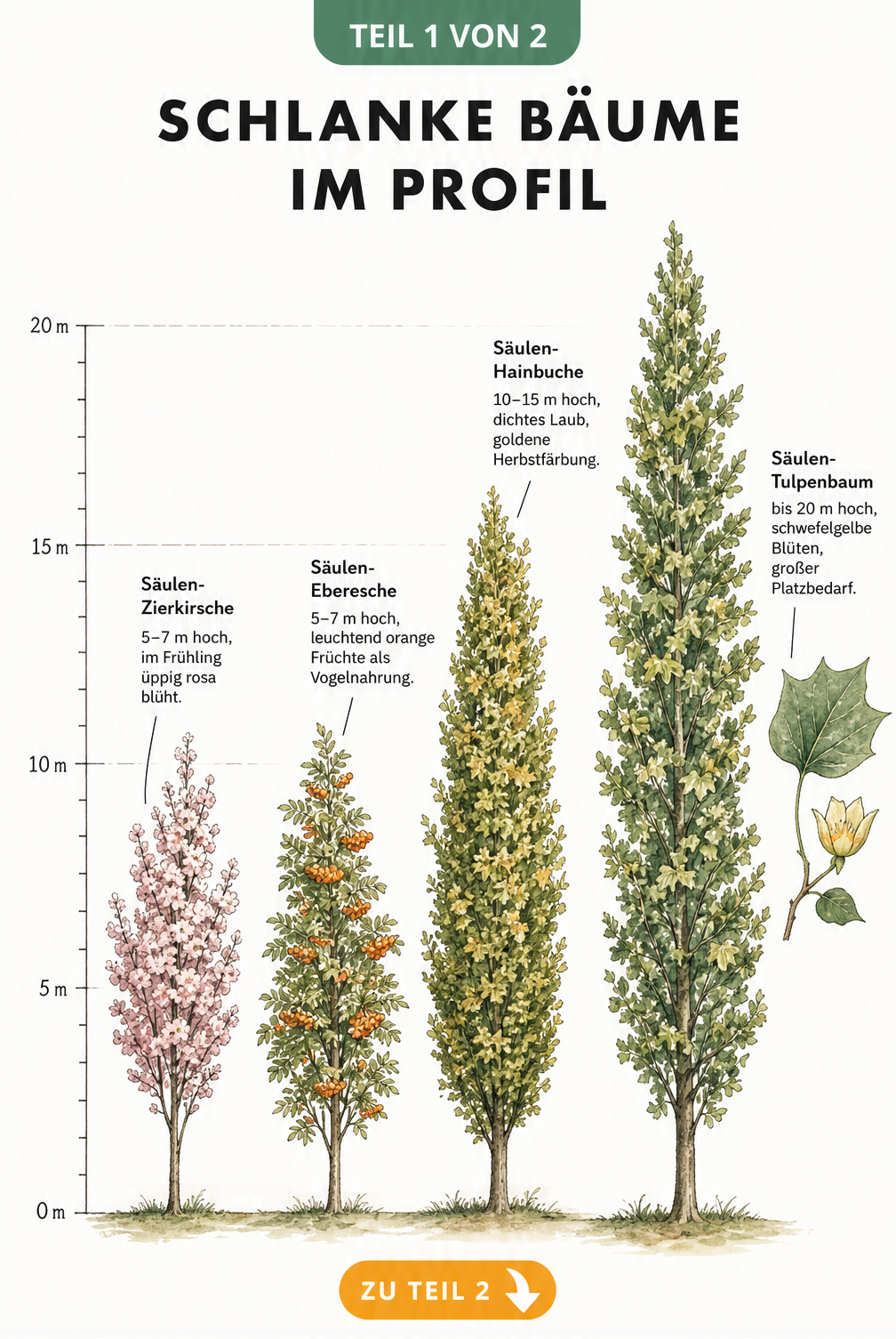 Botanische Illustration von vier schlanken Bäumen: Säulen-Zierkirsche, Säulen-Eberesche, Säulen-Hainbuche und Säulen-Tulpenbaum mit Höhenskala