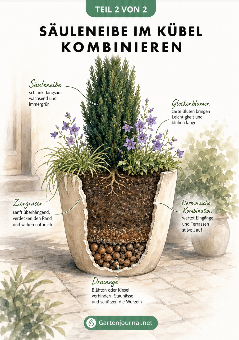 Schnittzeichnung eines Pflanzkübels mit einer Säuleneibe, Glockenblumen, Gräsern und einer sichtbaren Drainageschicht am Boden.