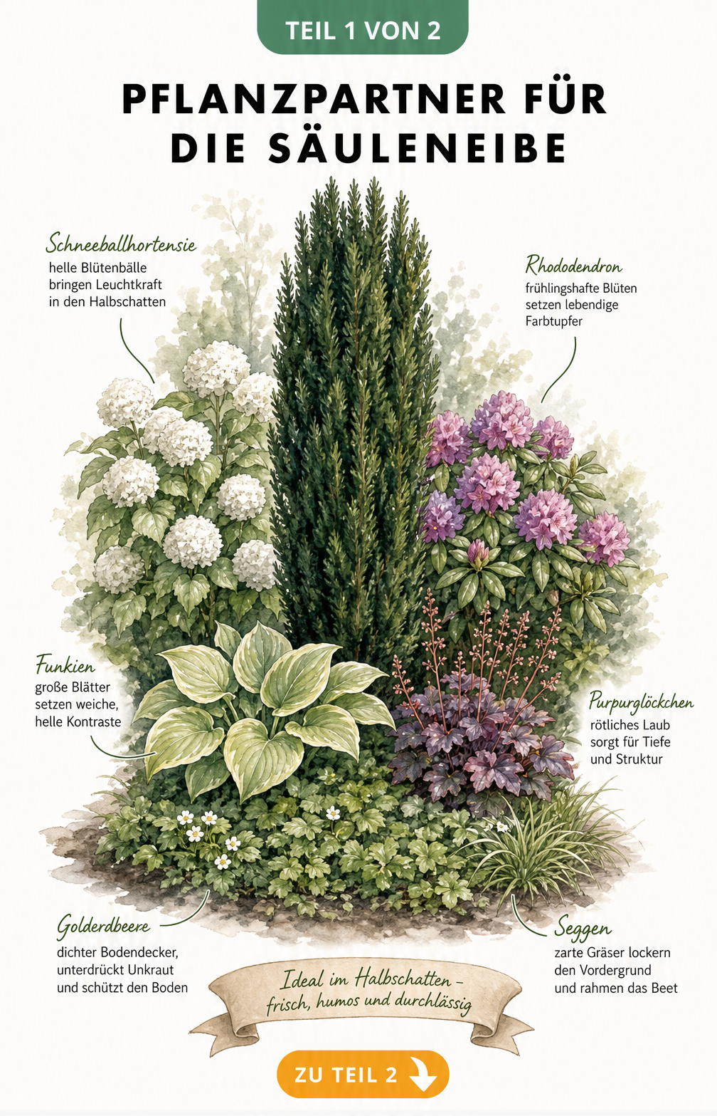 Handgezeichnete Illustration einer Säuleneibe im Halbschatten, umgeben von Funkien, Purpurglöckchen, Rhododendron und Schneeballhortensie.