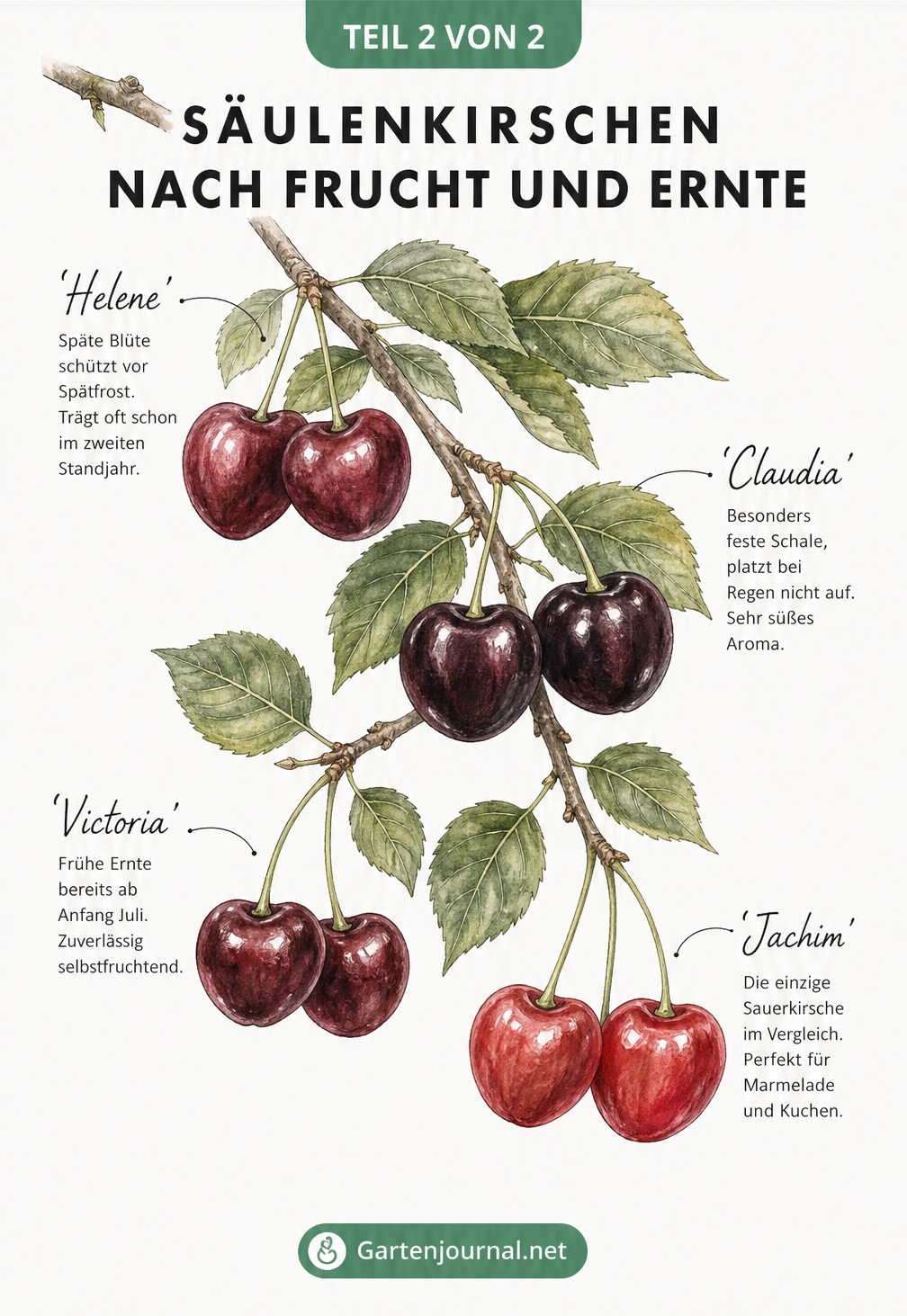 Aquarell-Illustration eines Kirschzweigs mit den Früchten der Säulenkirschen-Sorten Helene, Claudia, Victoria und Jachim