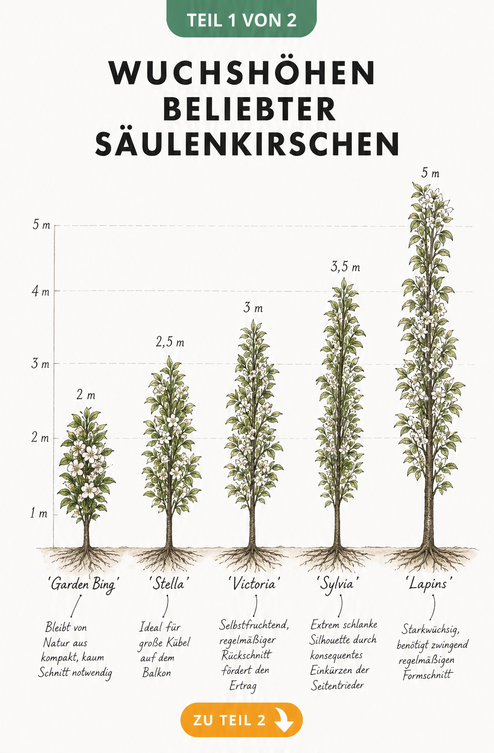Botanische Illustration von fünf Säulenkirschen-Sorten mit ihren Wuchshöhen von 2 bis 5 Metern