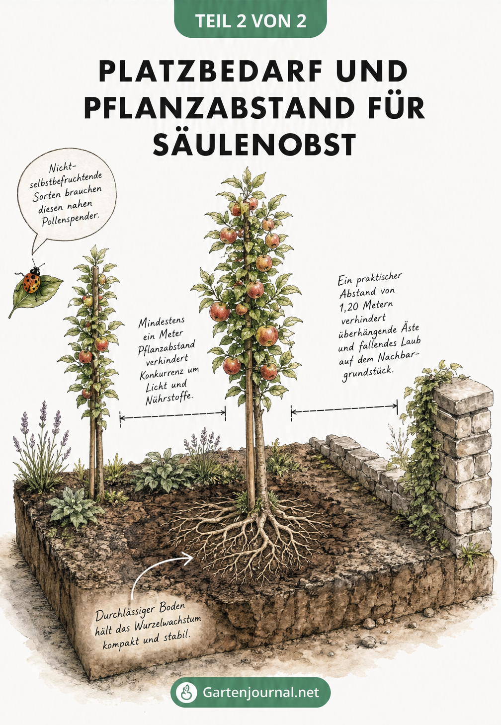 Isometrische Draufsicht auf ein Gartenbeet mit zwei Säulenobstbäumen und Maßlinien für Pflanzabstand