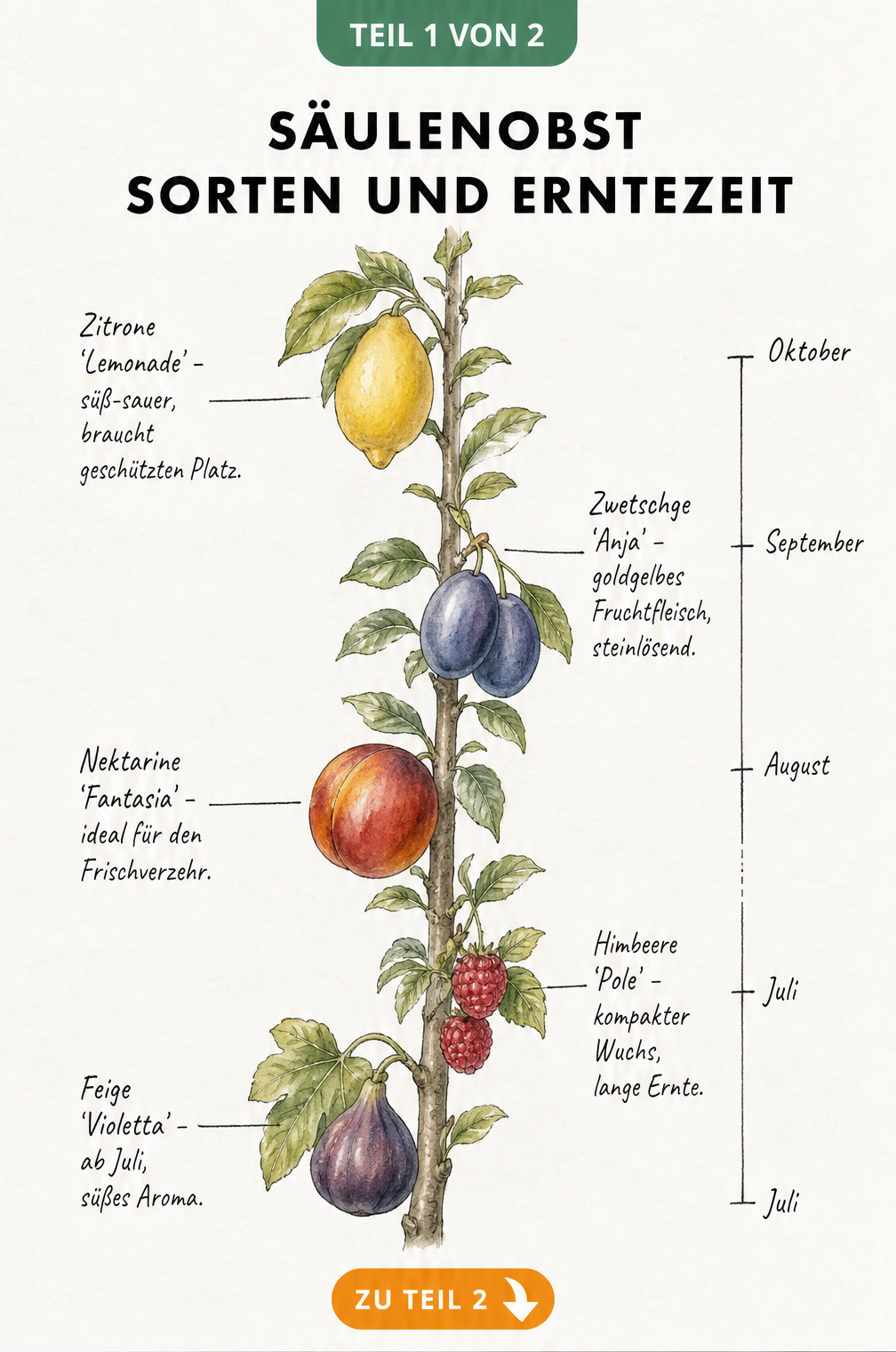 Botanische Illustration verschiedener Säulenobst-Sorten mit Erntezeiten von Juli bis Oktober