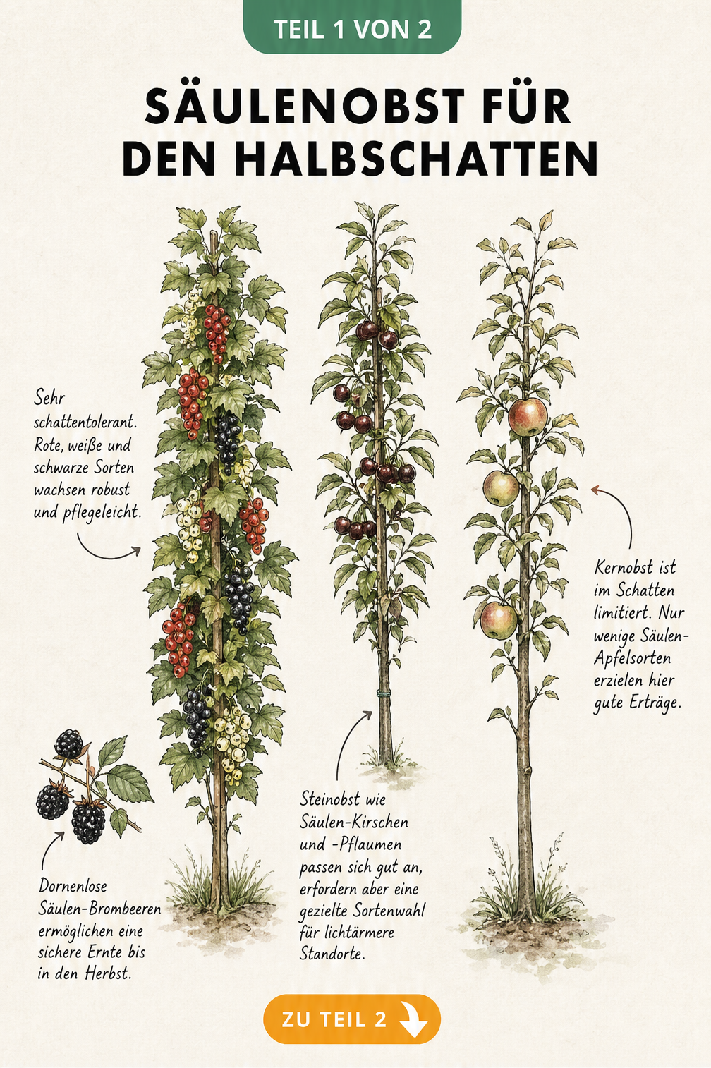 Handgezeichnete Illustration von Säulenobst für den Halbschatten, darunter Säulen-Johannisbeere, Säulen-Kirsche und Säulen-Apfel mit absteigender...