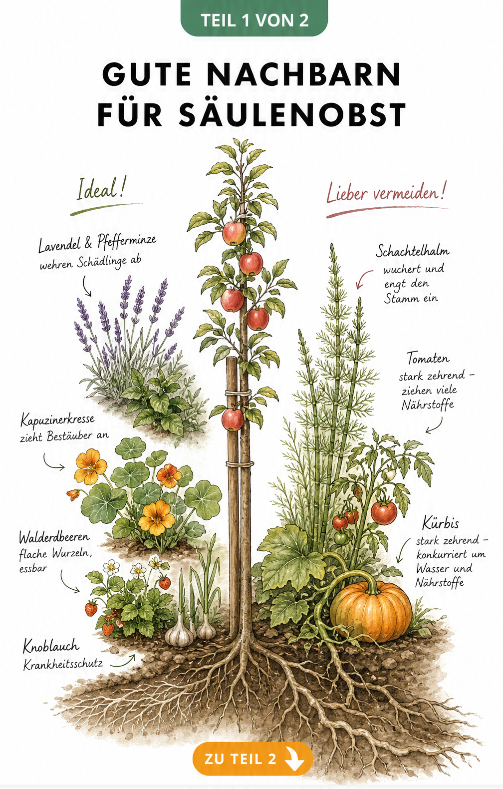 Botanische Illustration eines Säulenobstbaums mit geeigneter Unterpflanzung wie Lavendel, Pfefferminze und Walderdbeeren sowie ungeeigneten Pflanzen wie Kürbis...
