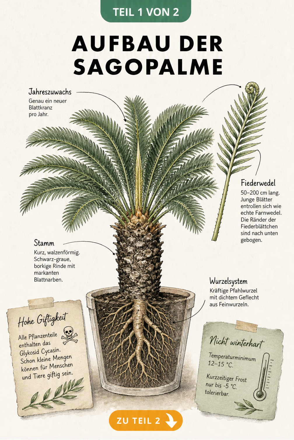 Botanische Illustration einer Sagopalme im Kübel mit Details zu Blättern, Stamm, Wurzeln, Giftigkeit und Winterhärte