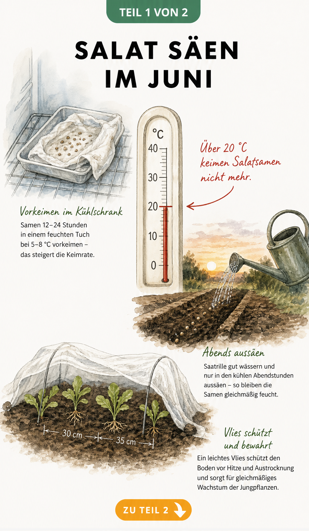 Illustration von Salatsamen beim Vorkeimen im Kühlschrank, Aussaat in den kühlen Abendstunden und jungen Setzlingen unter einem schützenden Vlies.