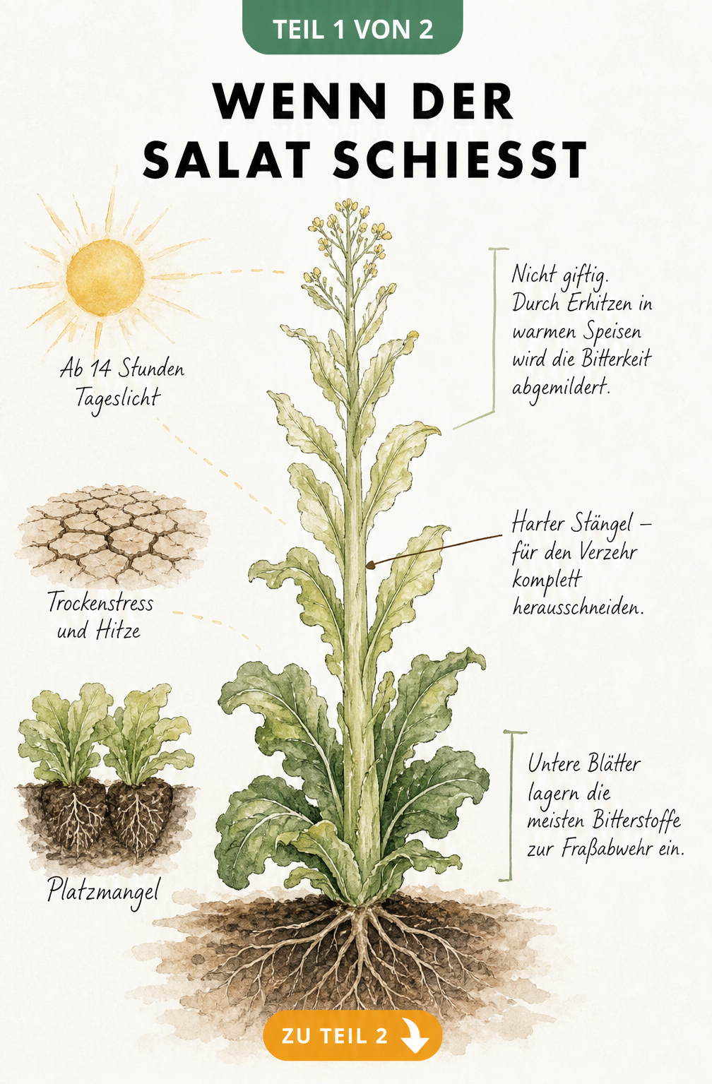 Botanische Illustration einer geschossenen Salatpflanze mit langem Stängel, Blütenansätzen und Erklärungen zu Auslösern wie Hitze und Platzmangel.
