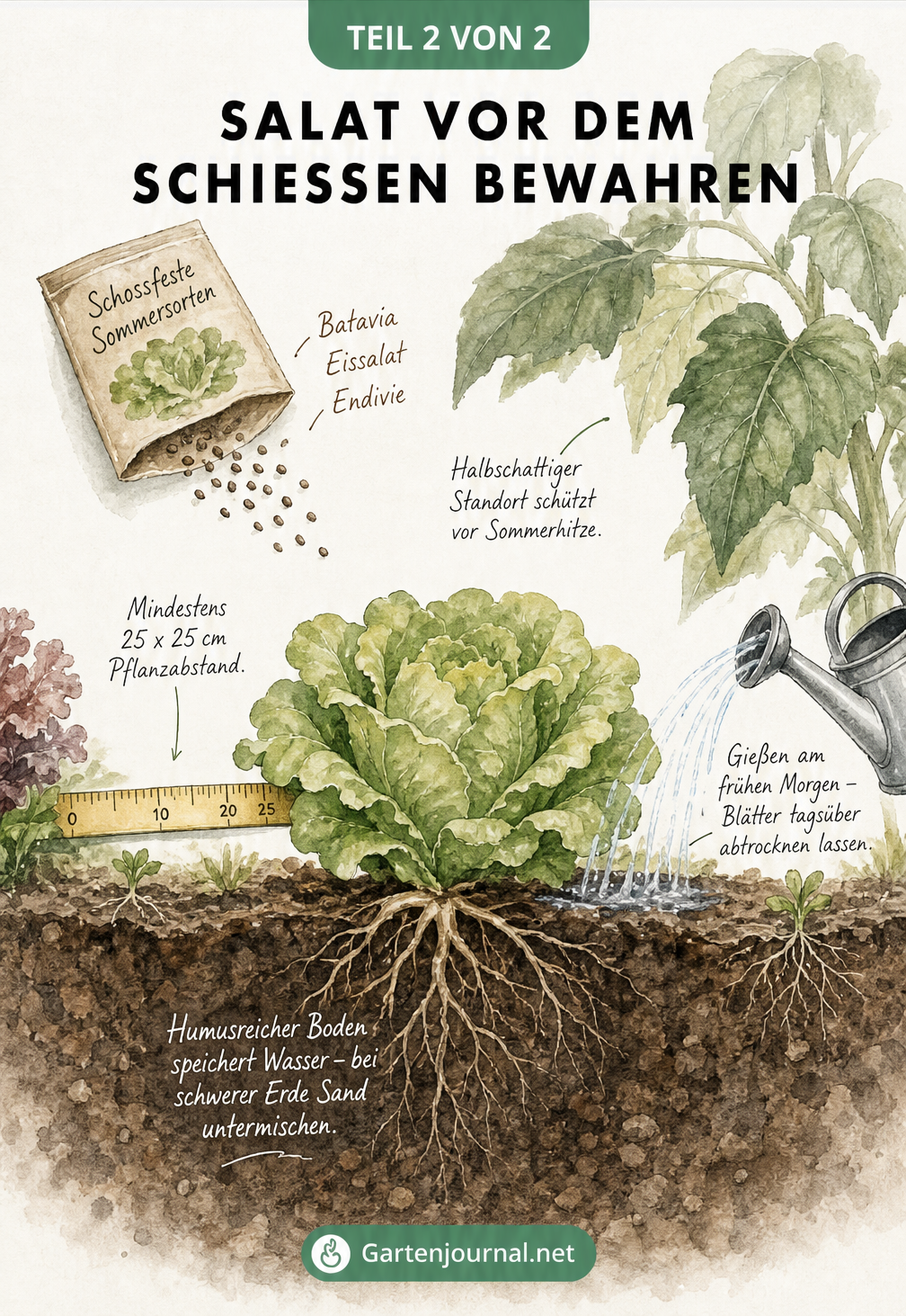 Querschnitt durch ein Gartenbeet mit einem gesunden Salatkopf, der durch Halbschatten, richtigen Pflanzabstand und humusreichen Boden geschützt wird.