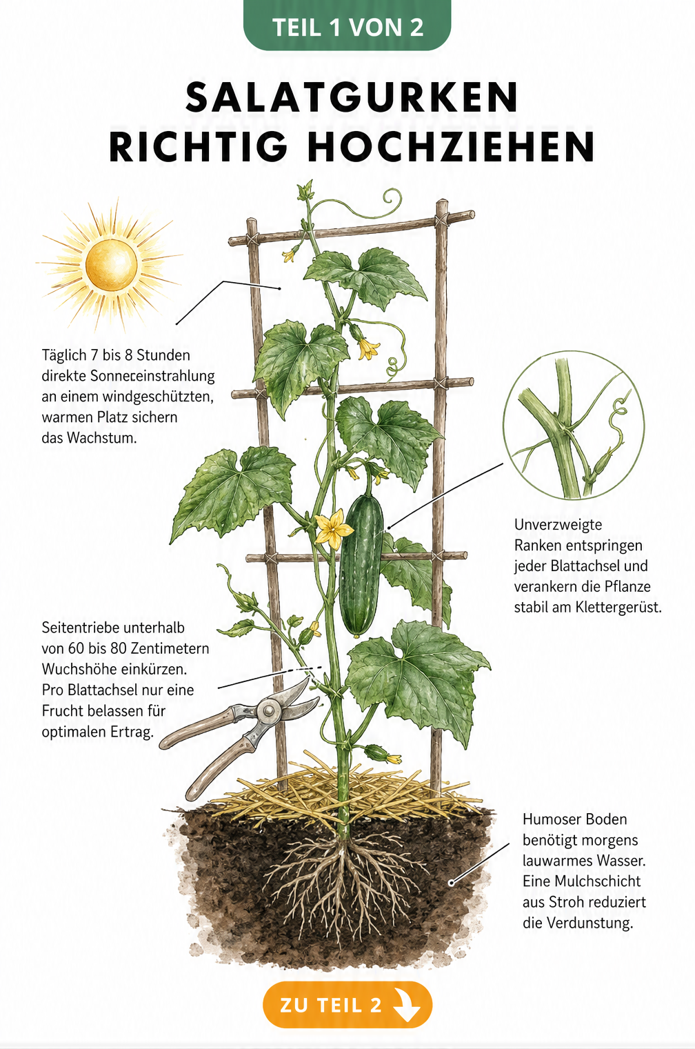 Illustration einer Salatgurkenpflanze am Rankgitter mit Details zu Wurzeln, Seitentrieben und Blattachseln
