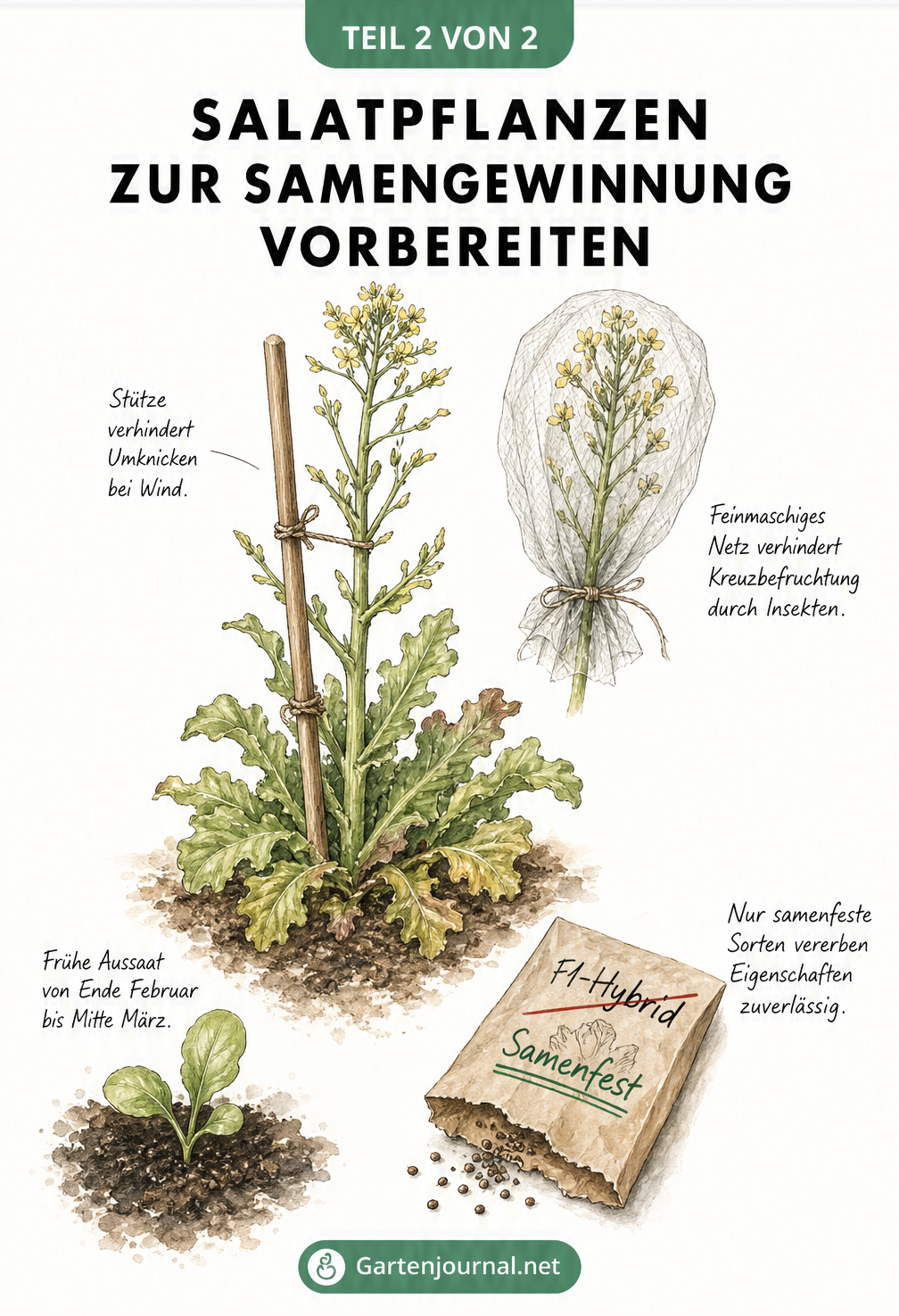 Skizze zur Vorbereitung von Salatpflanzen für die Samengewinnung: Pflanze stützen, Blüten mit Netz schützen und samenfeste Sorten wählen.