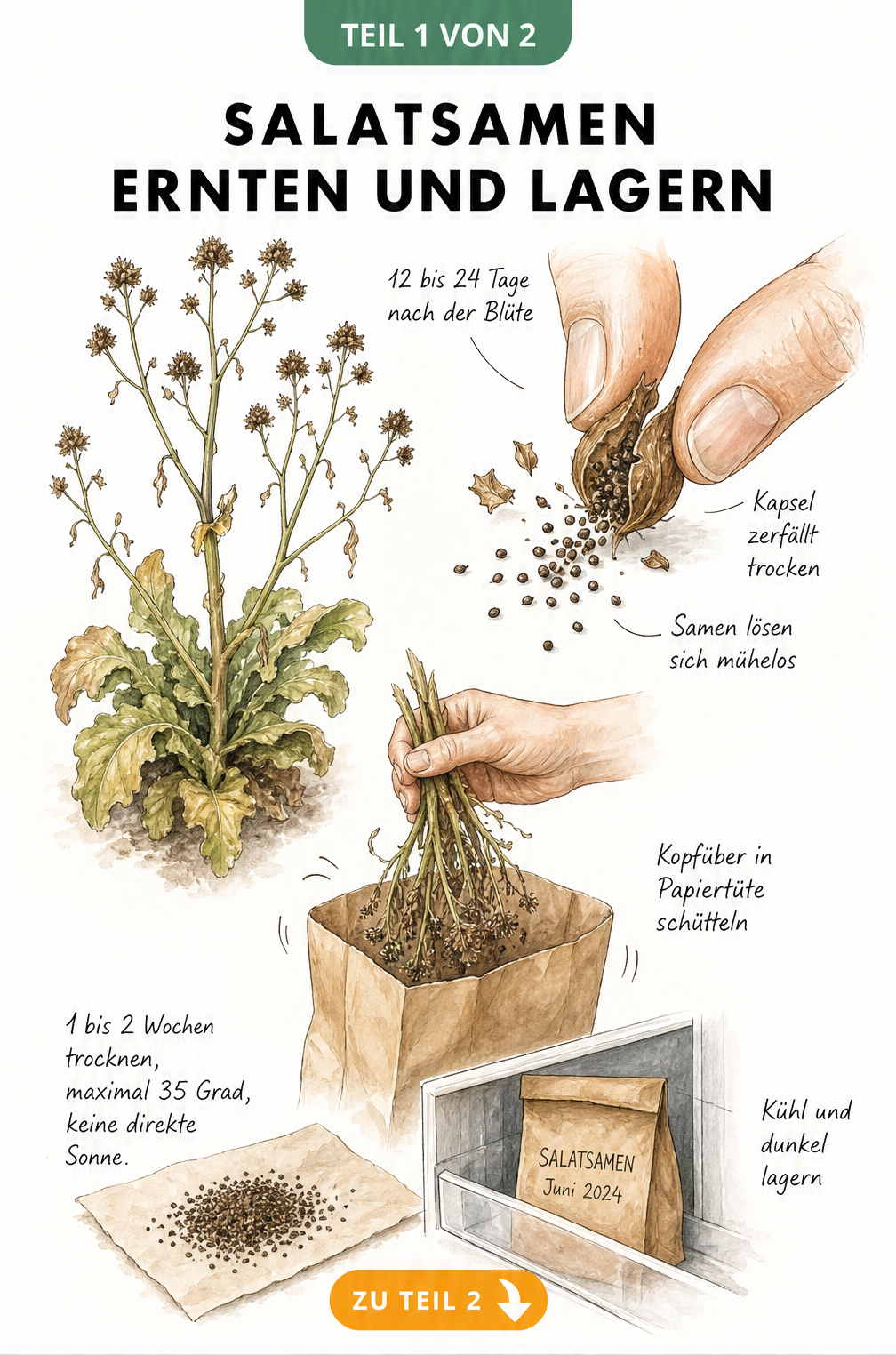 Illustration zur Ernte und Lagerung von Salatsamen: Reife Samen zerreiben, kopfüber in Papiertüte schütteln und kühl lagern.