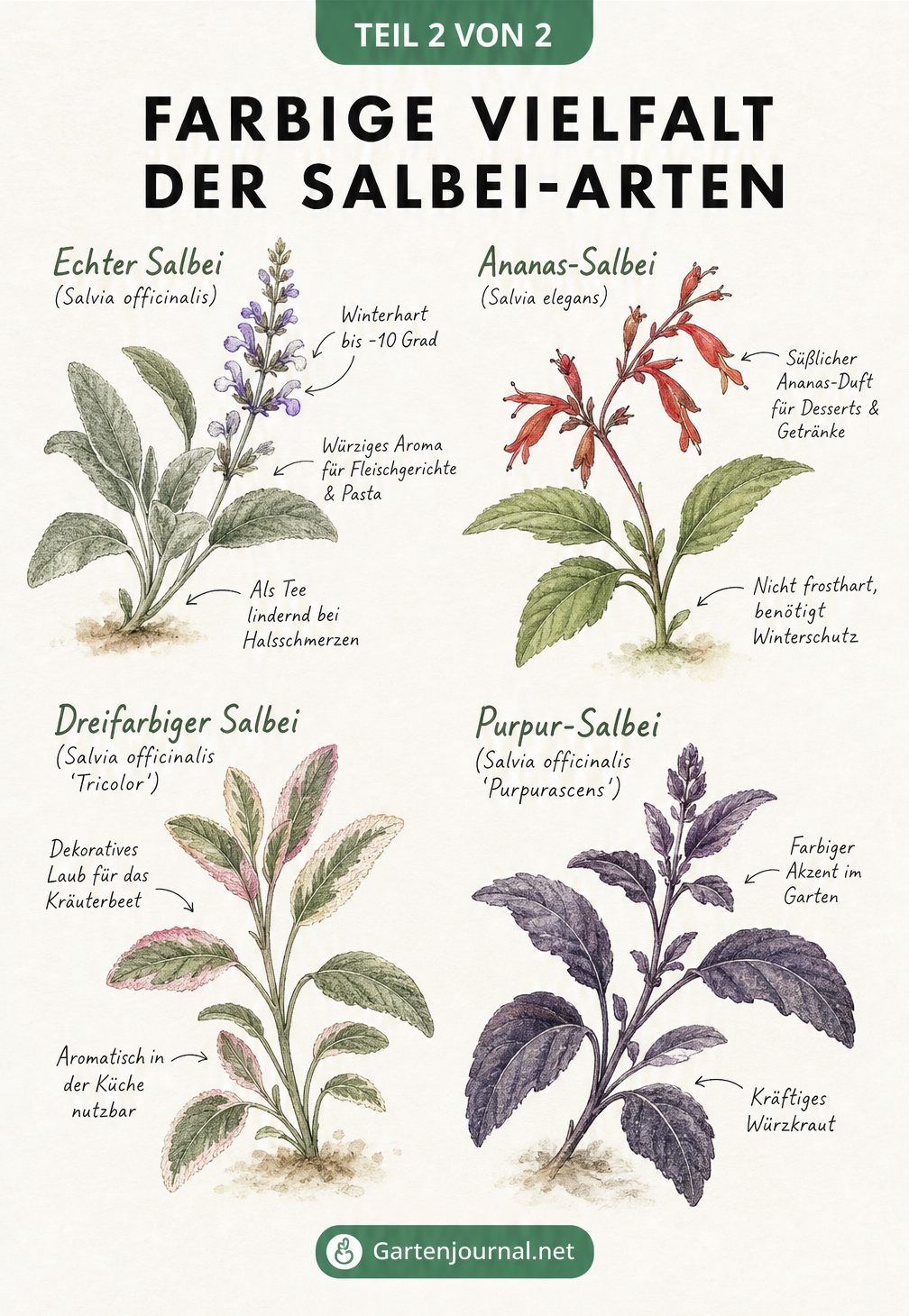 Aquarell-Zeichnung verschiedener Salbei-Arten: Echter Salbei, Ananas-Salbei, Dreifarbiger Salbei und Purpur-Salbei