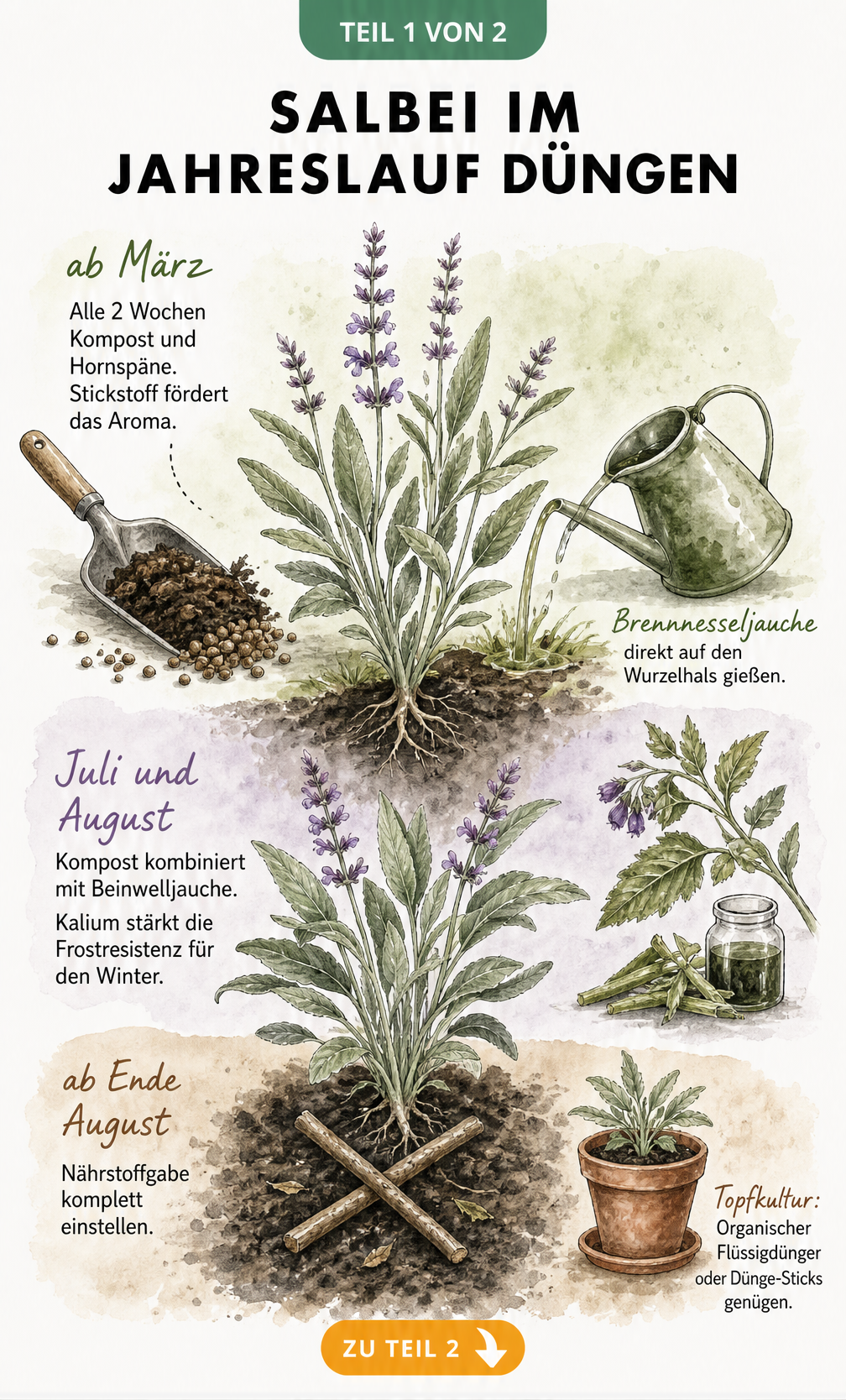 Illustration einer Salbeipflanze mit Düngeempfehlungen für Frühling, Sommer und Herbst