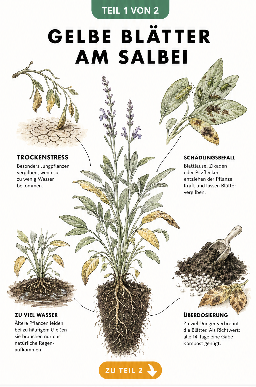 Illustration einer Salbeipflanze mit gelben Blättern und Schadbildern wie Trockenstress, Überdüngung und Schädlingen