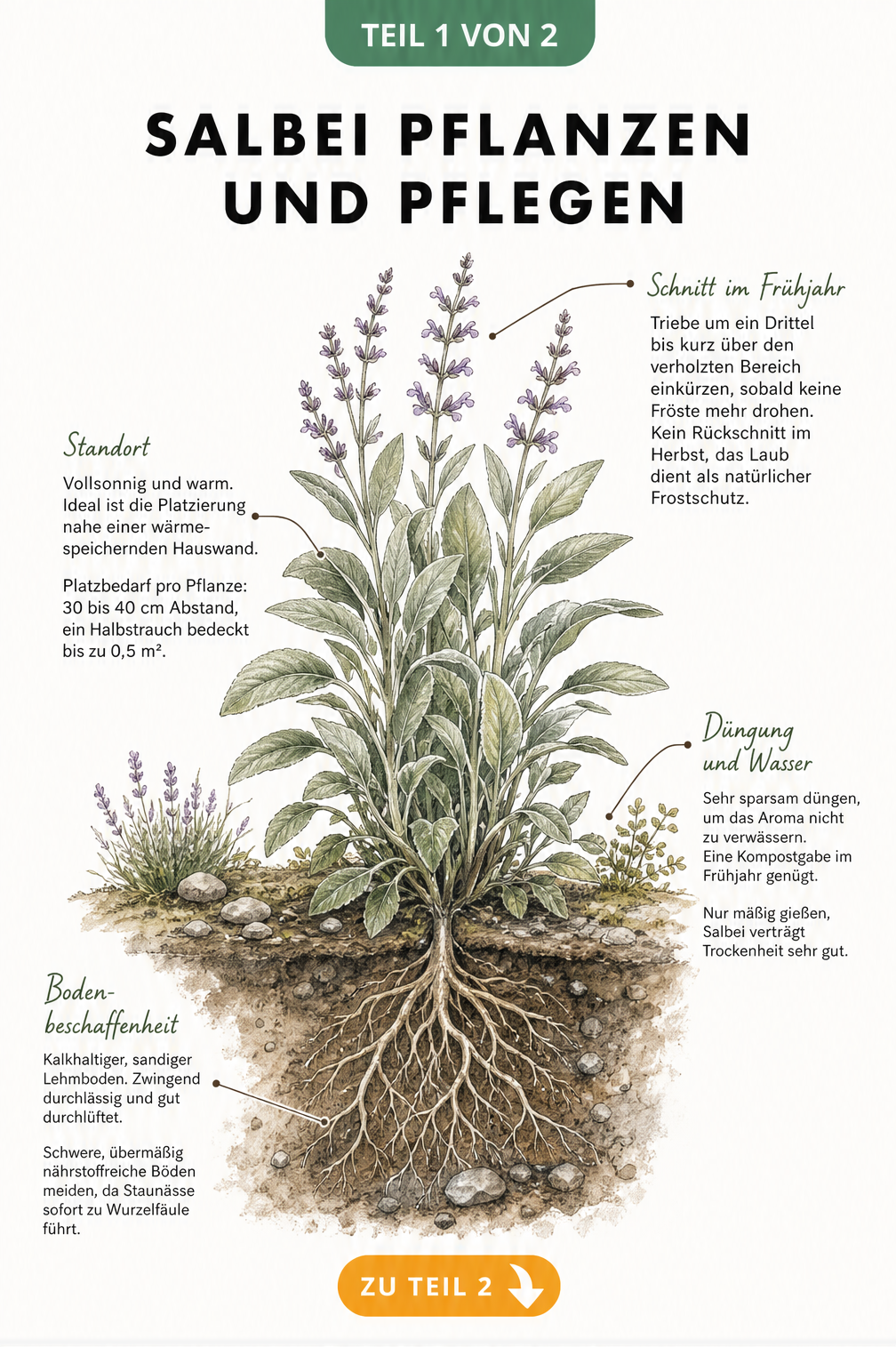 Botanische Illustration eines Salbeistrauchs mit Hinweisen zu Schnitt, Standort, Düngung und Bodenbeschaffenheit.