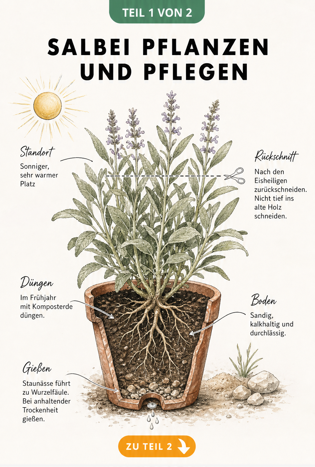 Botanische Illustration eines Salbeistrauchs im Terrakottatopfs mit Hinweisen zu Standort, Boden, Rückschnitt und Düngung.