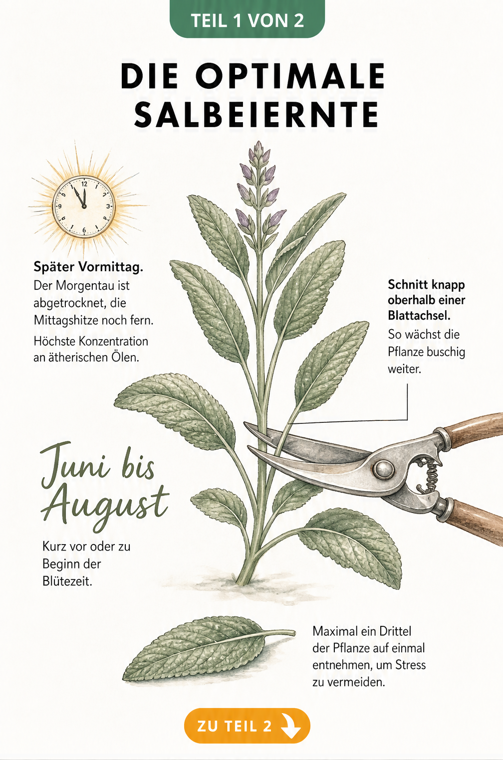 Illustration eines Salbeitriebs mit Gartenschere, die den Schnitt oberhalb einer Blattachsel zeigt, sowie Hinweisen zur Erntezeit am späten Vormittag.
