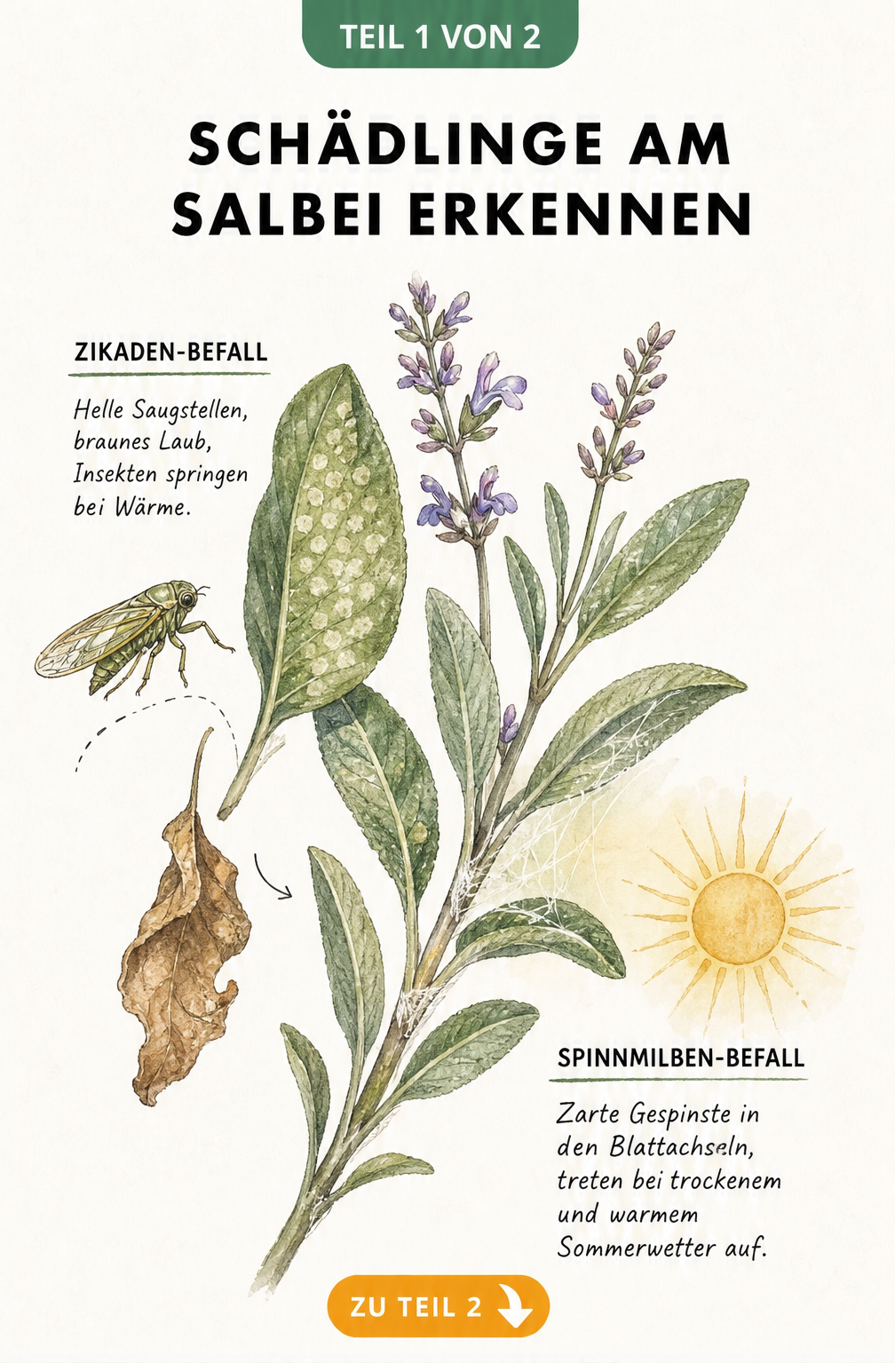 Illustration eines Salbeizweigs mit Zikaden- und Spinnmilben-Befall