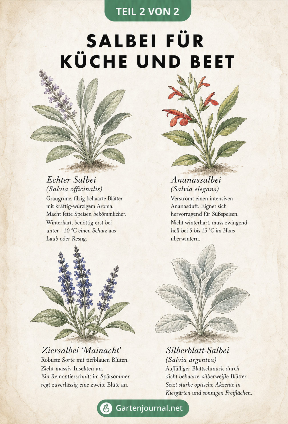 Illustration von vier verschiedenen Salbeizweigen: Echter Salbei, Ananassalbei, Ziersalbei 'Mainacht' und Silberblatt-Salbei mit Beschreibungen.