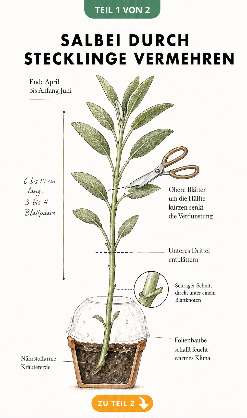 Botanische Illustration zur Vermehrung von Salbei durch Stecklinge mit Anleitung zum Schnitt und Einpflanzen