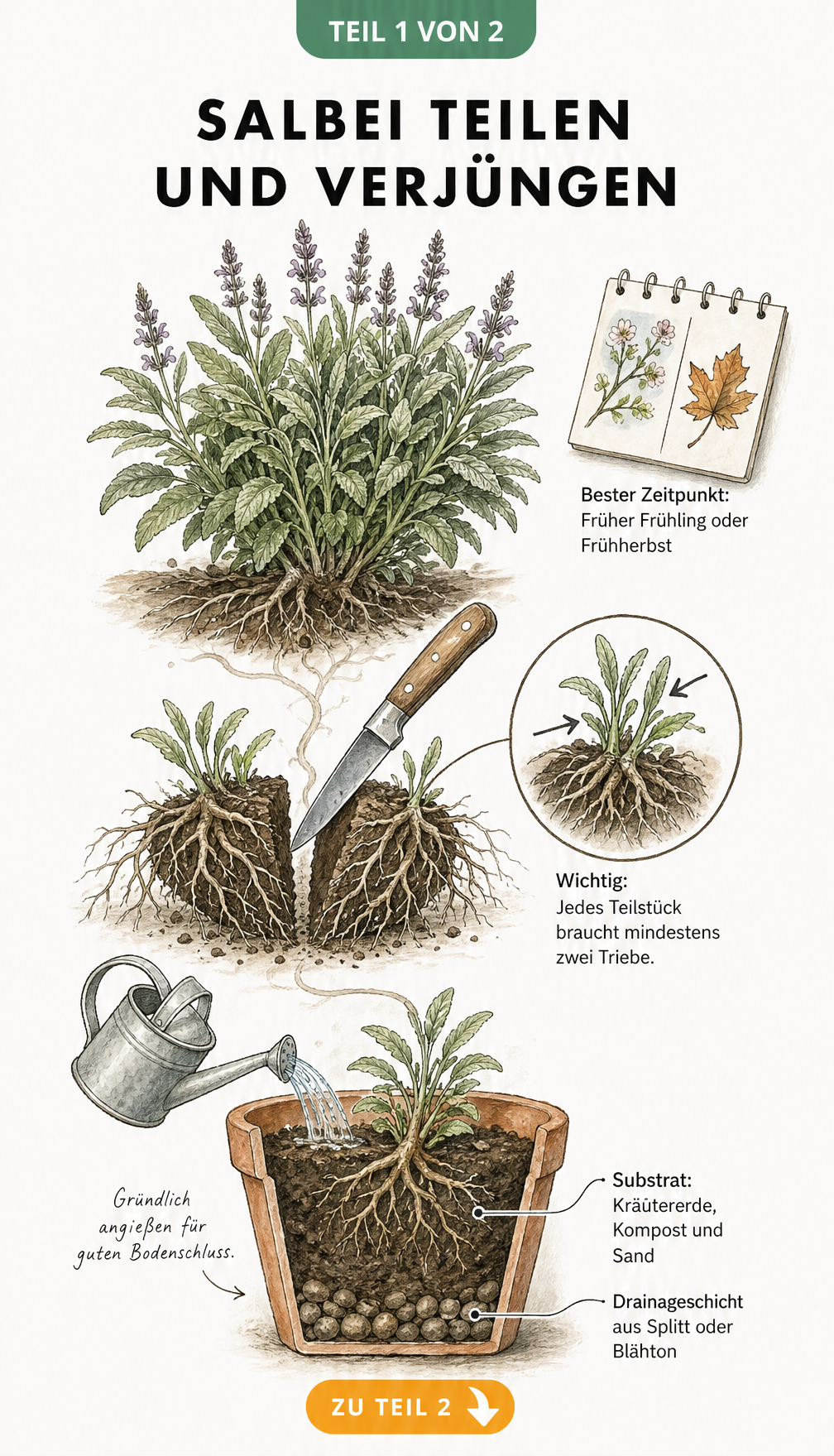 Illustration zum Teilen und Verjüngen von Salbei mit Wurzelballen und Pflanztopf