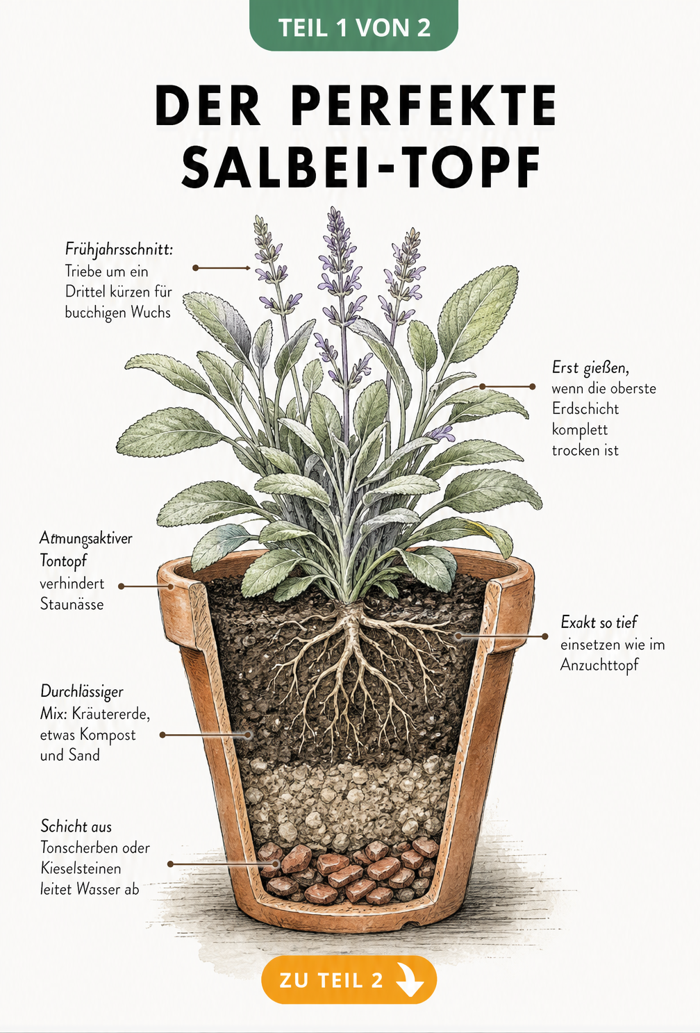 Botanische Querschnitt-Illustration eines bepflanzten Tontopfs mit Salbei, die Pflanztiefe, Substrat und Drainage zeigt.