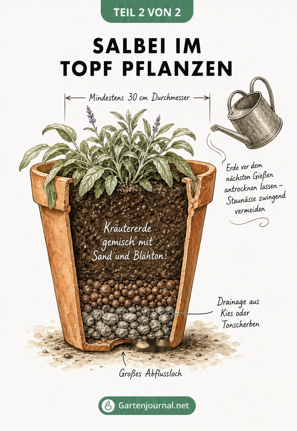 Schnittzeichnung eines Terrakotta-Topfes mit Salbei, die eine Drainageschicht und Kräutererde zeigt.