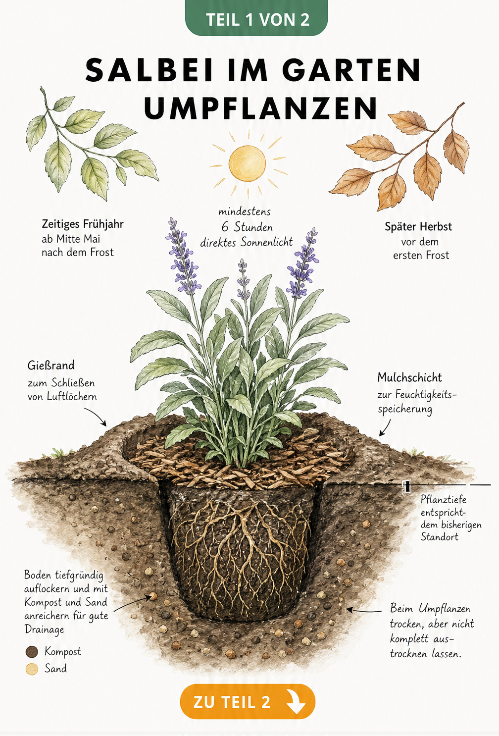 Botanische Querschnitts-Illustration zum Umpflanzen von Salbei im Garten mit Zeitfenstern und Pflanztiefe