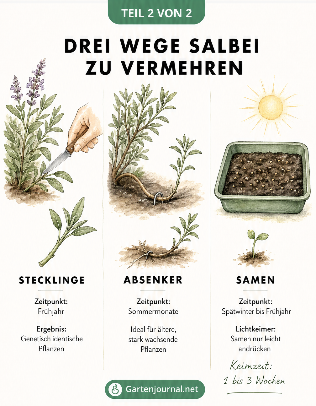 Illustration der drei Methoden zur Salbeivermehrung: Stecklinge, Absenker und Samen