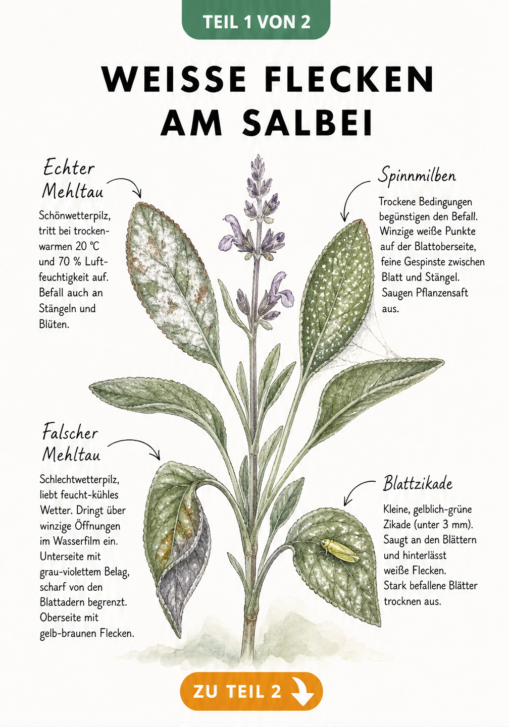 Illustration eines Salbeizweigs mit Schadbildern von Echtem Mehltau, Falschem Mehltau, Spinnmilben und Blattzikaden