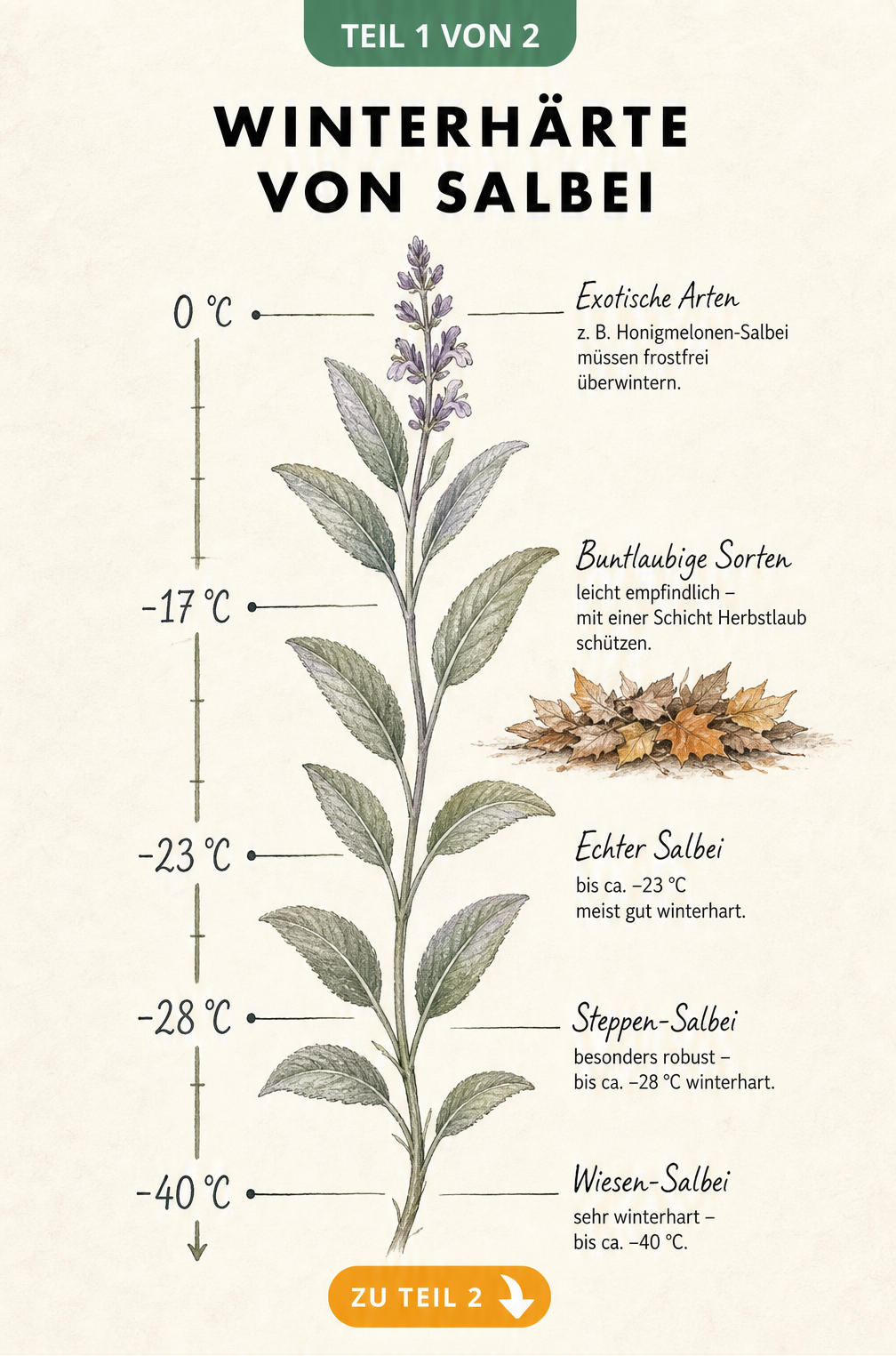 Botanisches Schaubild zur Winterhärte von Salbei mit Temperaturskala von 0 bis -40 Grad Celsius