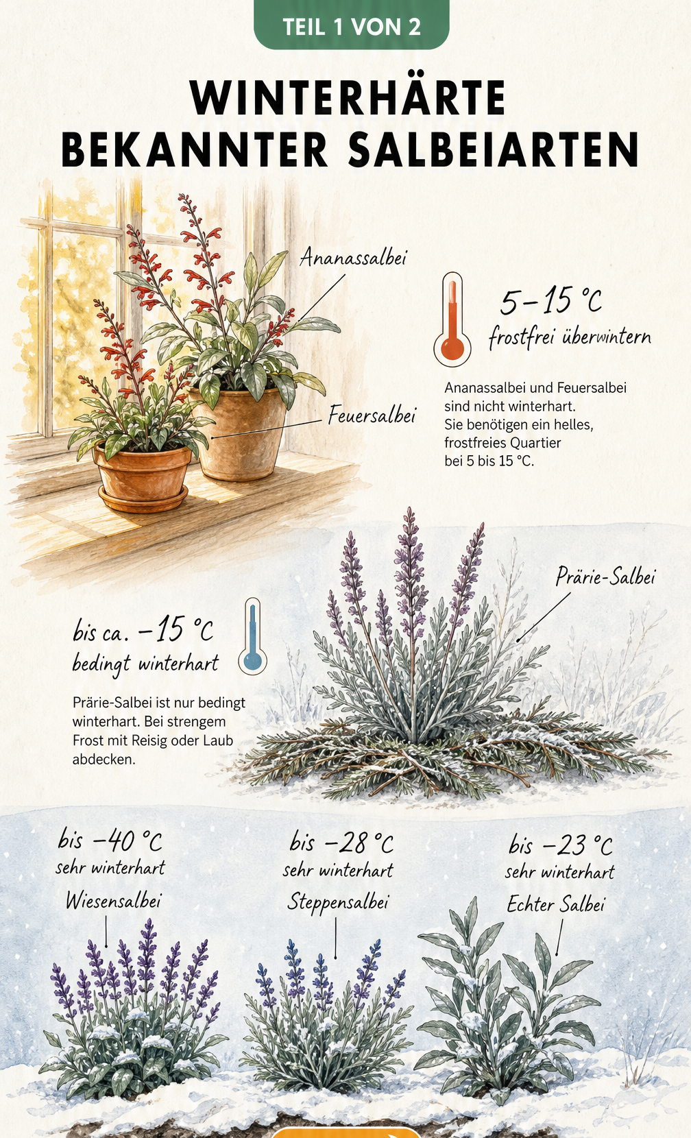 Botanische Illustration verschiedener Salbeiarten und ihrer Winterhärte mit Temperaturangaben von plus 15 bis minus 40 Grad Celsius