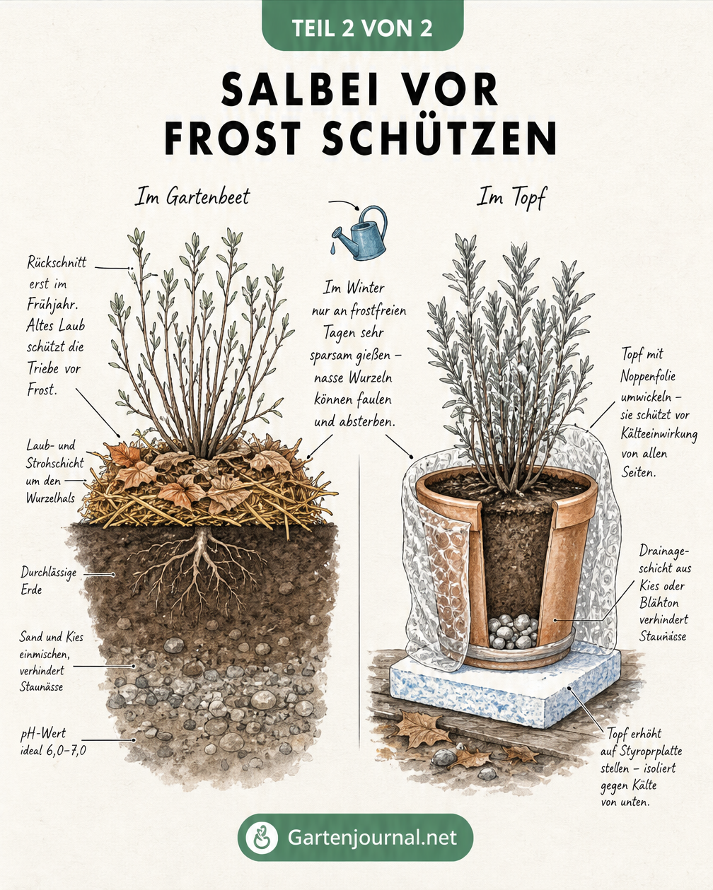 Querschnitt-Zeichnung zum Frostschutz von Salbei im Gartenbeet mit Laubschicht und im Topf mit Noppenfolie und Styropor