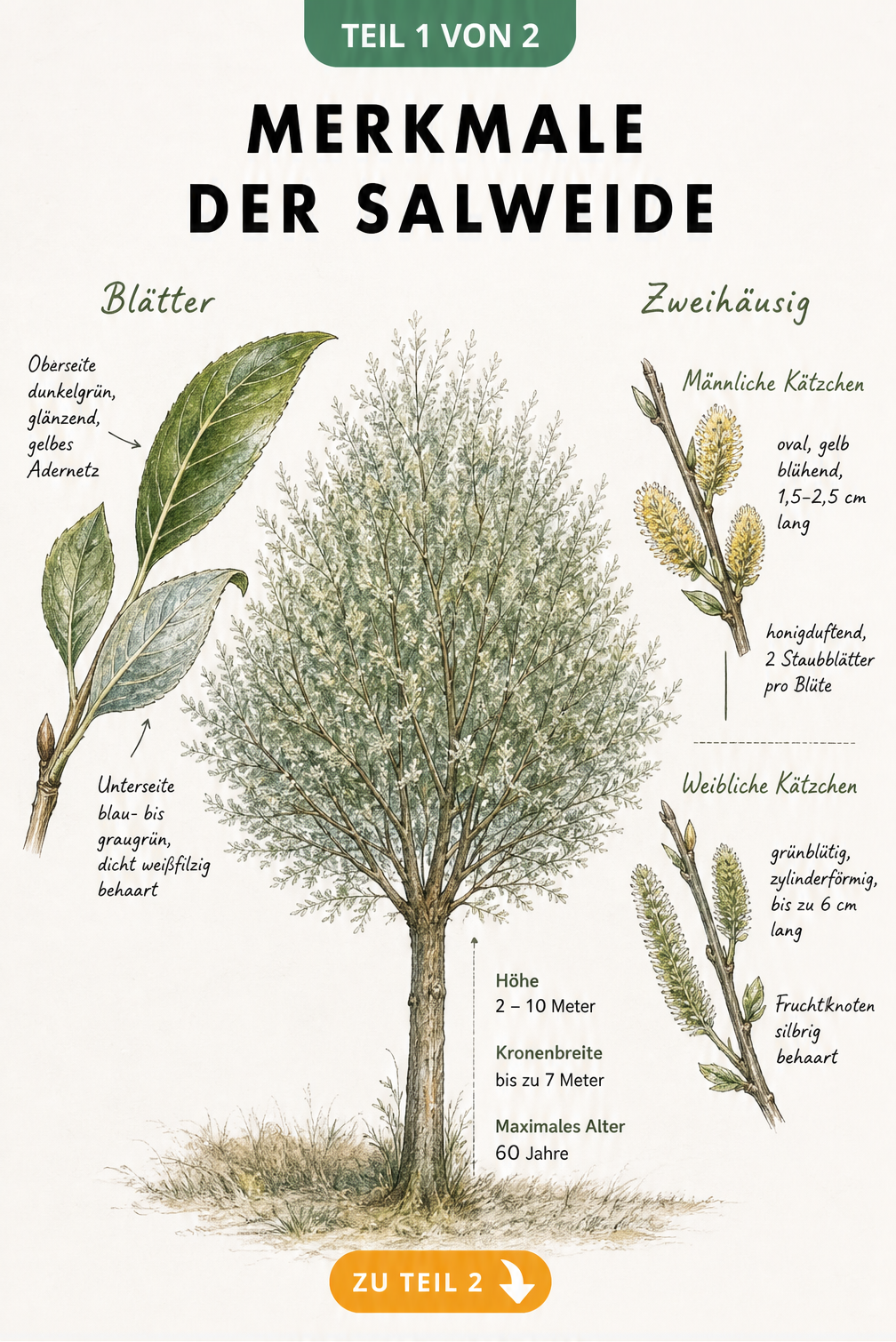 Botanische Zeichnung der Salweide mit Details zu Blättern, männlichen und weiblichen Kätzchen sowie Wuchsangaben.