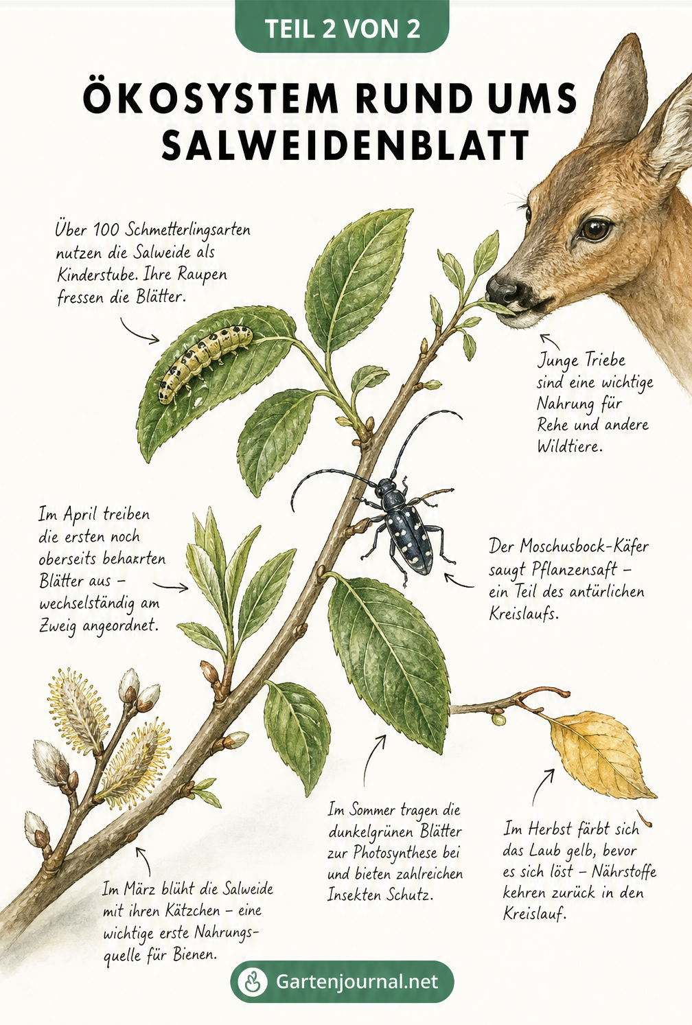Illustration eines Salweidenzweigs im Jahresverlauf mit Schmetterlingsraupe, Käfer und Reh
