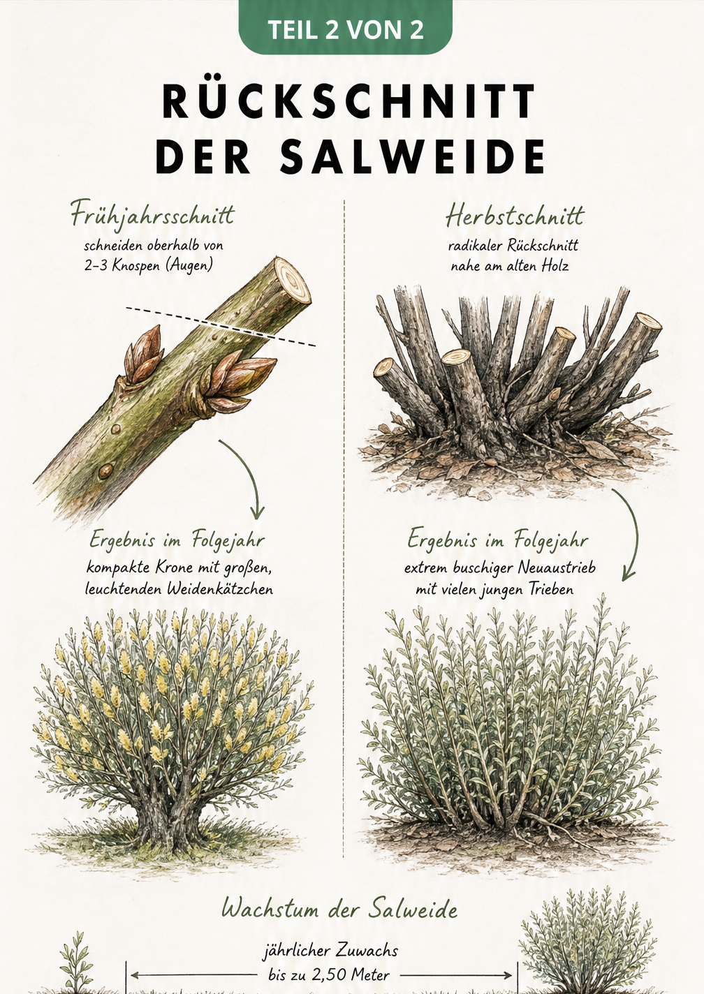 Skizze zum Rückschnitt der Salweide, die den Frühjahrsschnitt für kompakten Wuchs und den Herbstschnitt für buschigen Neuaustrieb vergleicht.