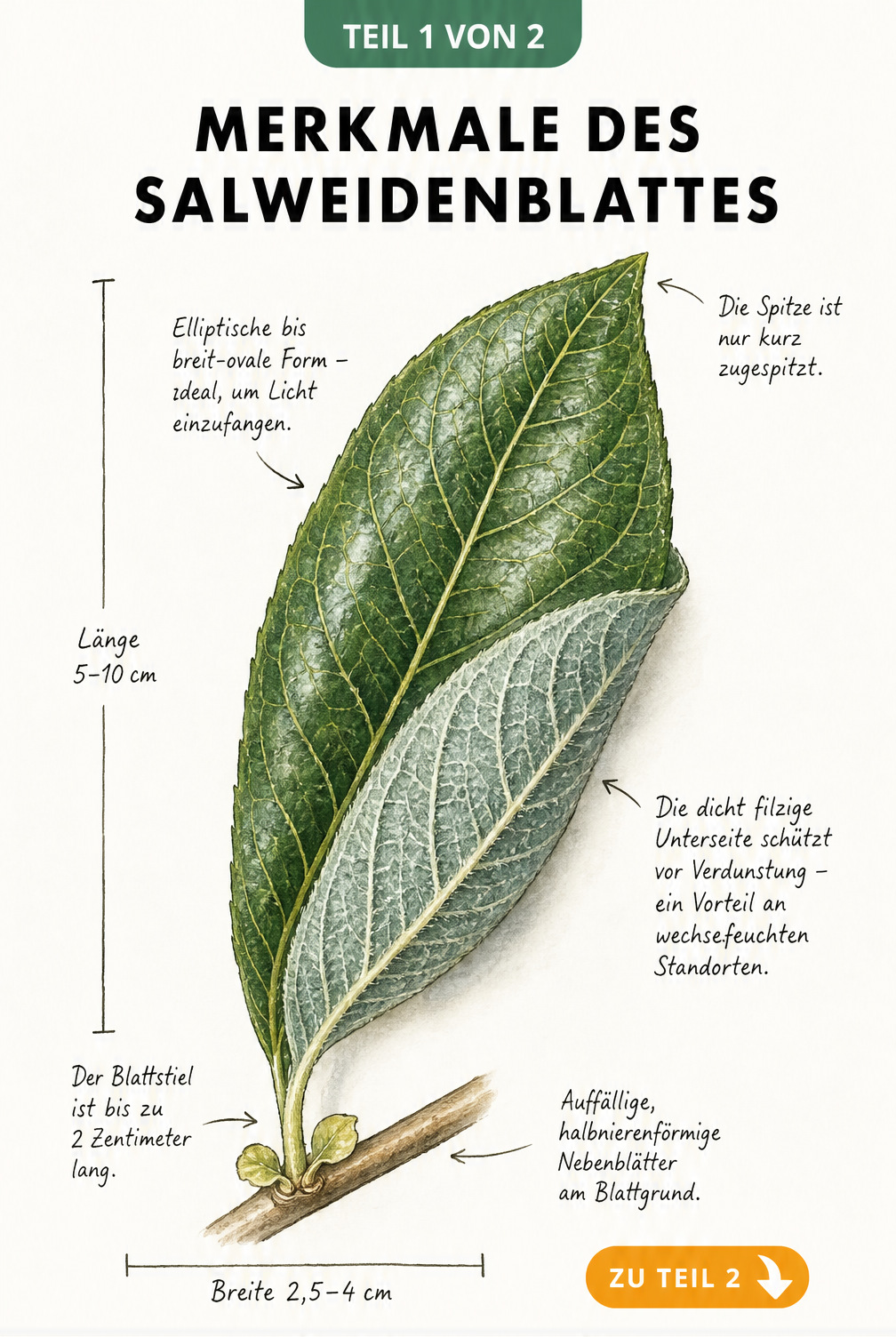 Botanische Illustration eines Salweidenblattes mit Maßangaben und Erklärungen zu Blattoberseite und Blattunterseite