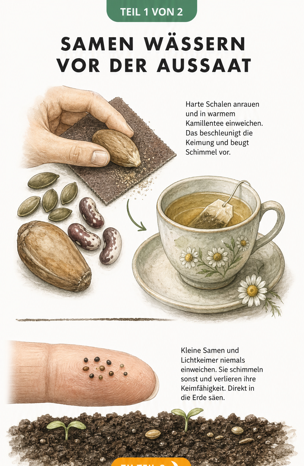 Botanische Illustration: Große Samen wie Kürbiskerne anrauen und in Kamillentee einweichen, kleine Samen direkt in die Erde säen.