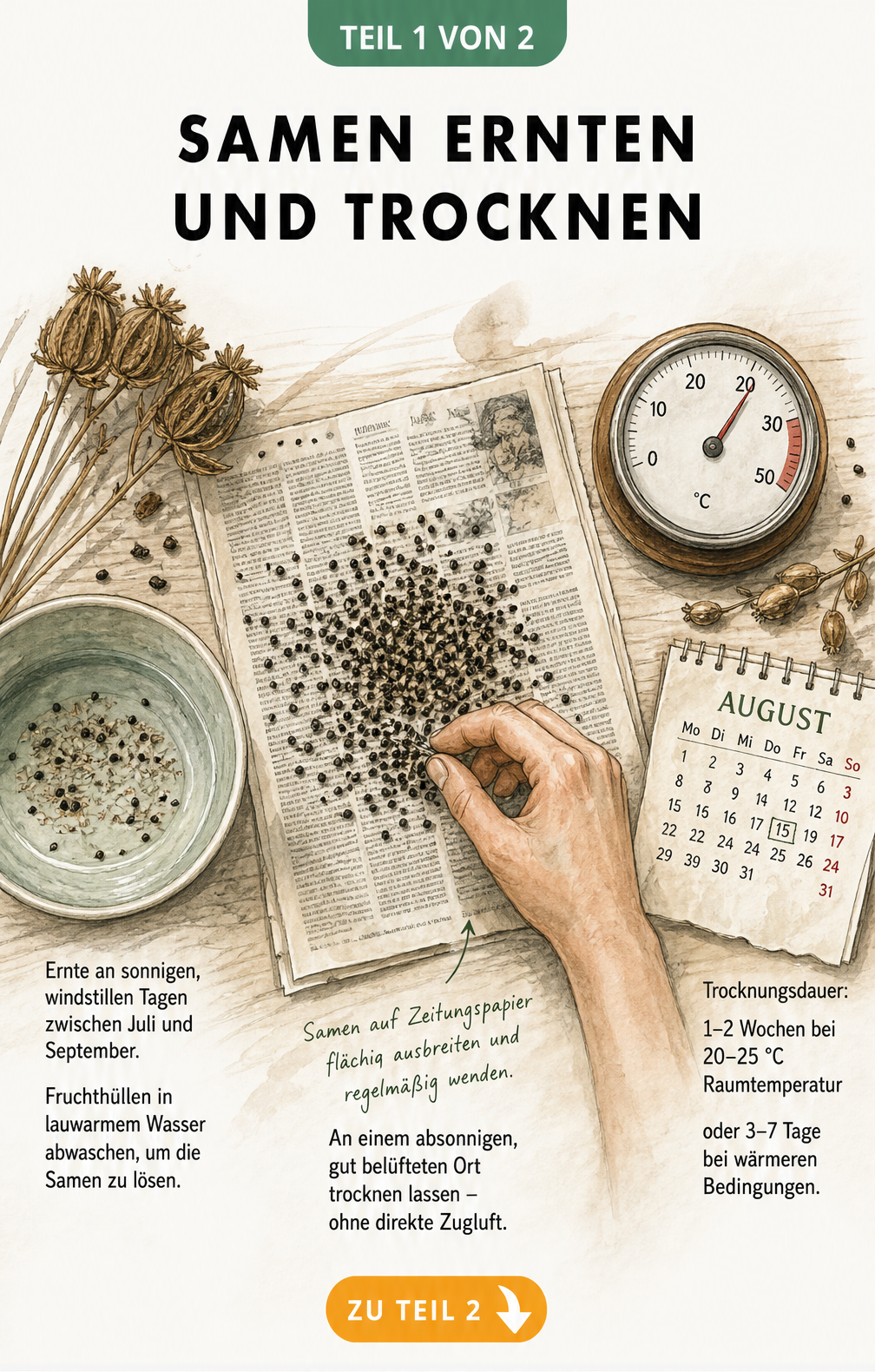Illustration einer Werkstattszene zum Ernten und Trocknen von Samen mit Samenkapsel, Wasser und Thermometer