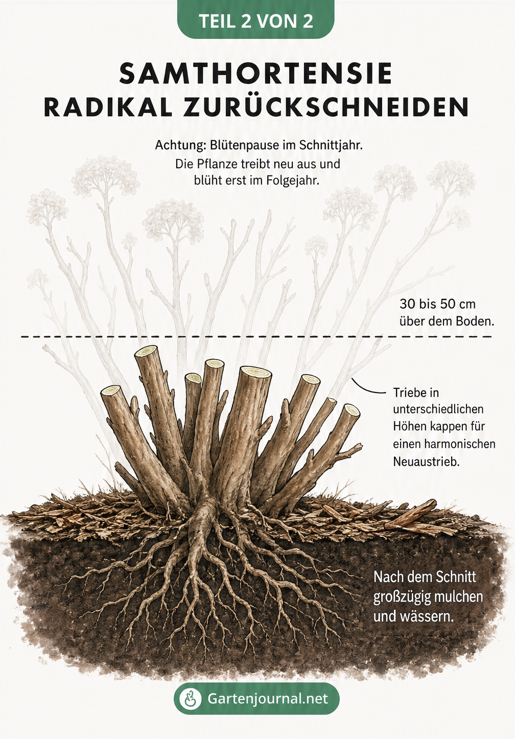 Illustration eines radikalen Rückschnitts einer alten Samthortensie auf 30 bis 50 cm über dem Boden.