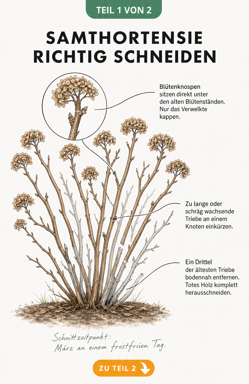 Botanische Illustration einer Samthortensie im Frühjahr, die zeigt, wie man verwelkte Blüten über den neuen Knospen abschneidet und alte Triebe bodennah...