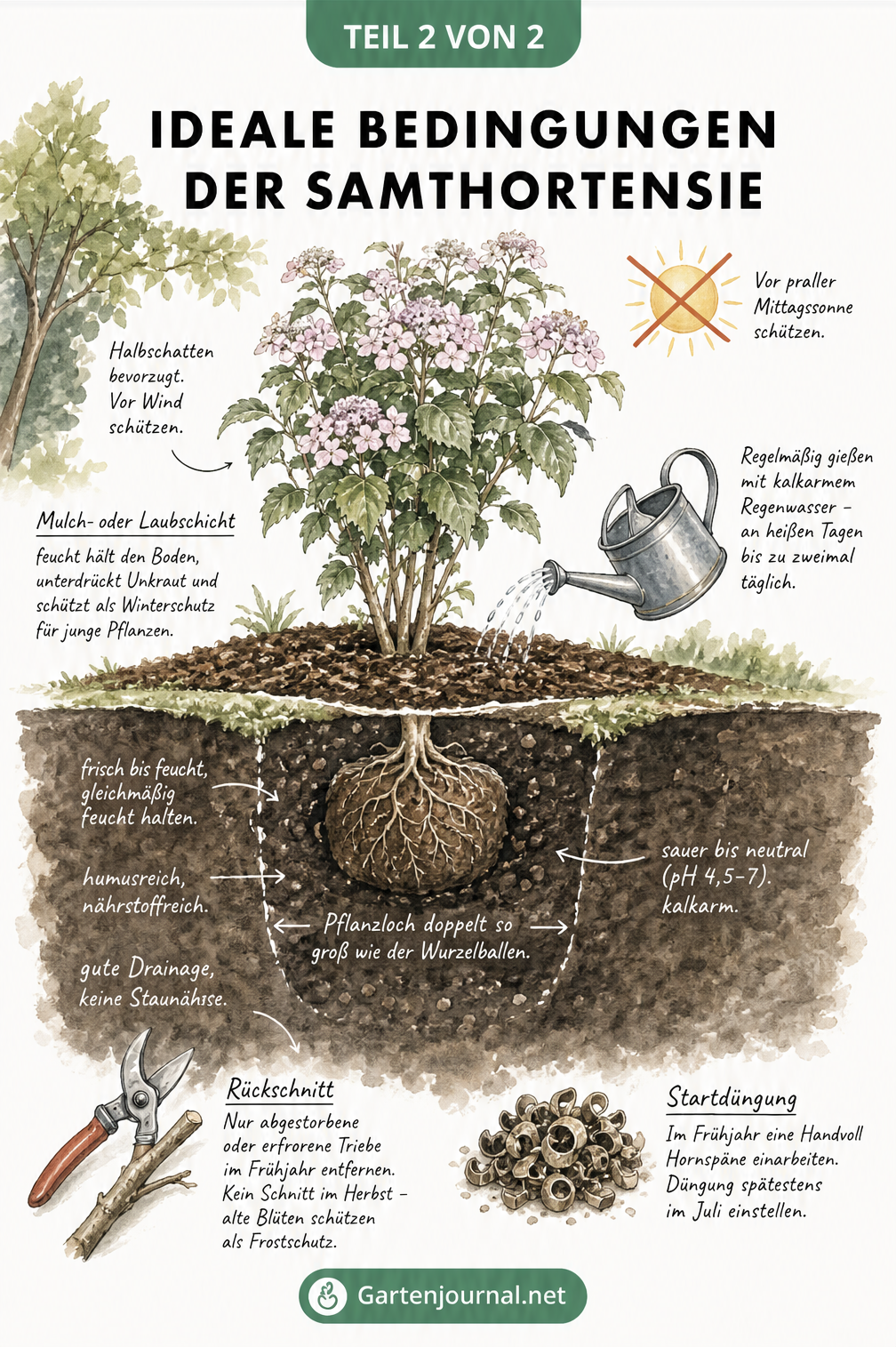 Querschnitt eines Gartenbeets mit den idealen Standortbedingungen und Pflegetipps für die Samthortensie