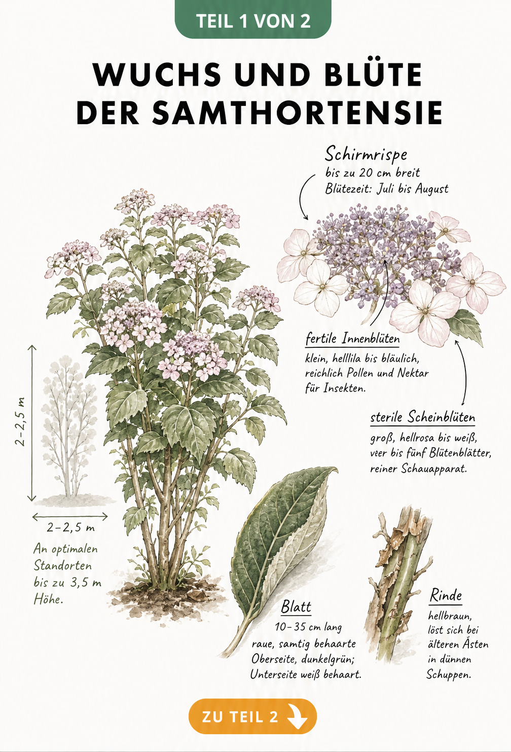 Botanische Illustration der Samthortensie mit Wuchshöhe, Blütendetails und Blattstruktur
