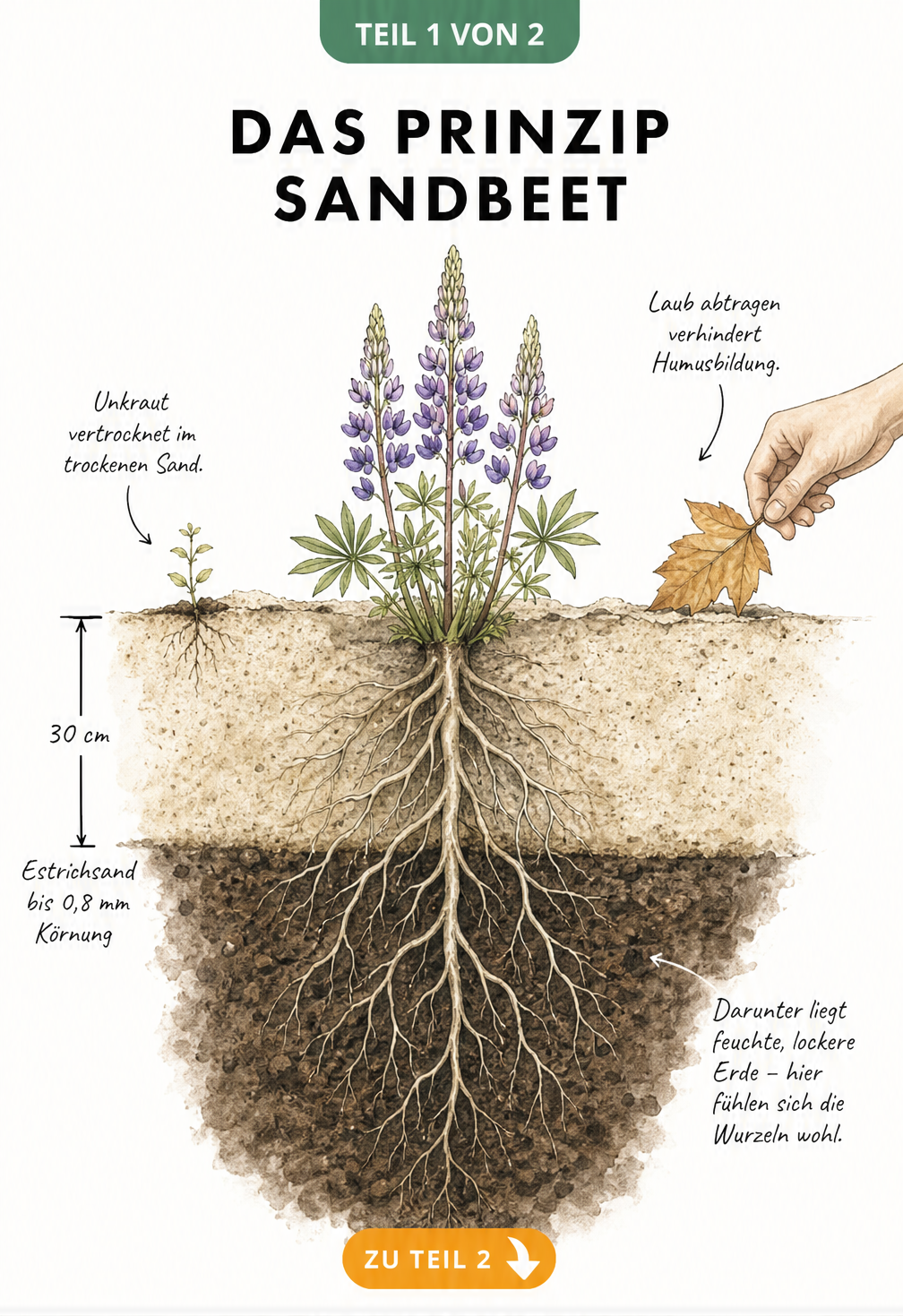 Schnittzeichnung eines Sandbeets mit einer blühenden Staude, deren Wurzeln durch eine 30 cm dicke Sandschicht in die feuchte Erde reichen