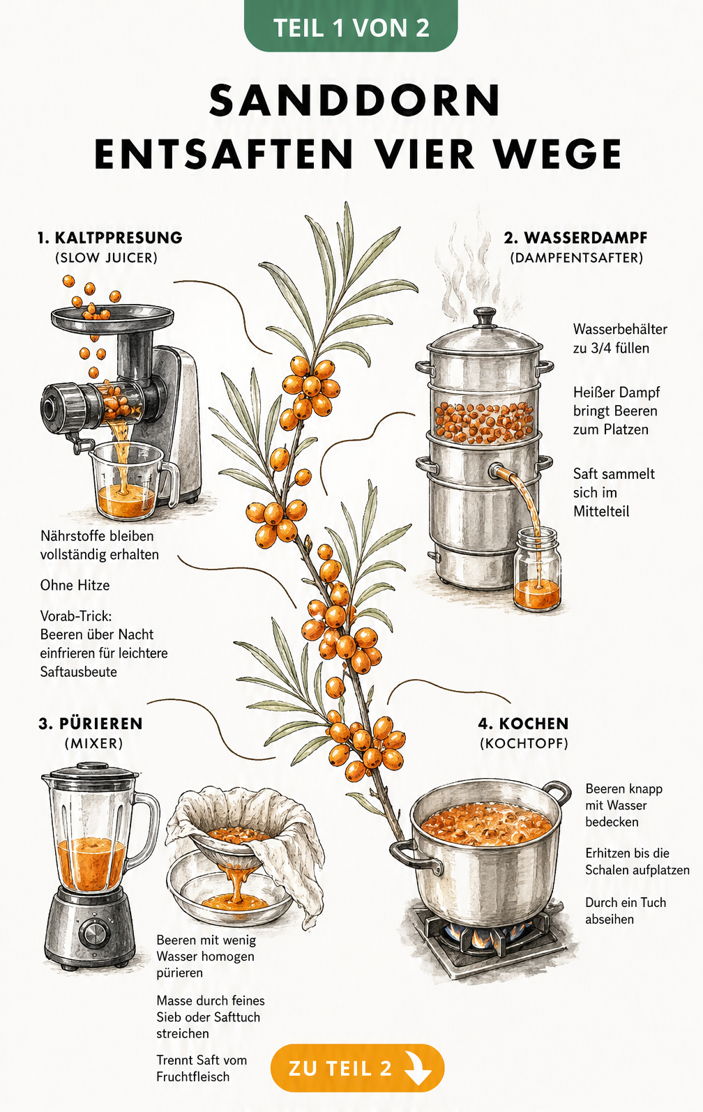 Illustration von vier Methoden zum Entsaften von Sanddorn: Kaltpressung, Dampfentsafter, Mixer und Kochtopf