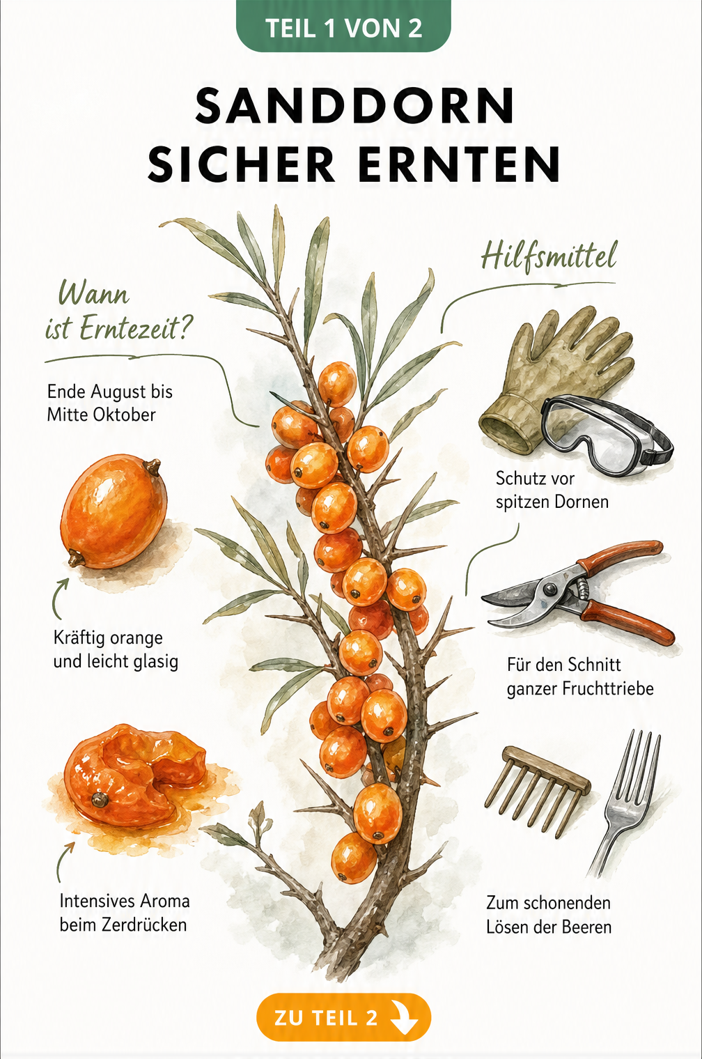 Botanische Illustration eines Sanddornzweigs mit Erntezeitpunkt und Hilfsmitteln wie Handschuhen und Astschere