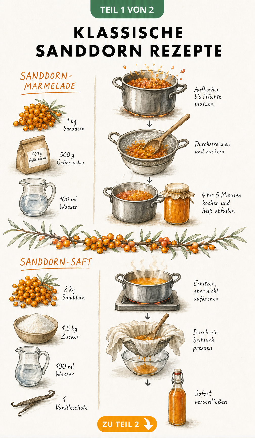 Illustration der Zubereitung von Sanddorn-Marmelade und Sanddorn-Saft mit Zutaten und Arbeitsschritten