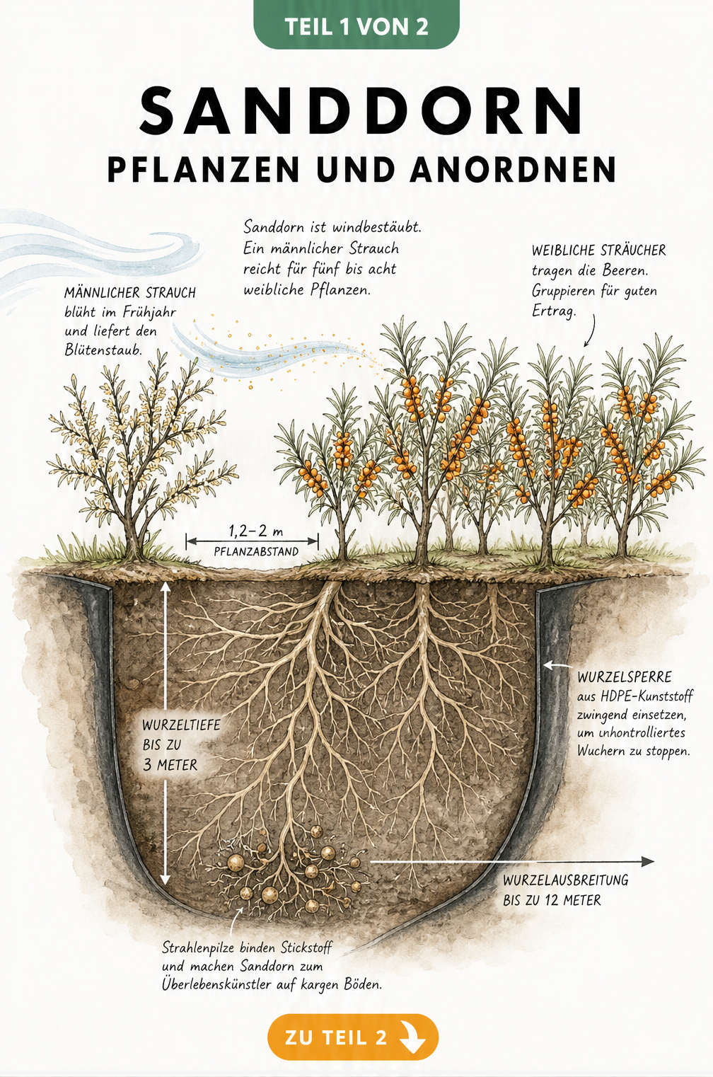 Botanische Skizze eines Sanddornbeets mit einem männlichen und mehreren weiblichen Sträuchern sowie dem tiefen Wurzelsystem mit Wurzelsperre.