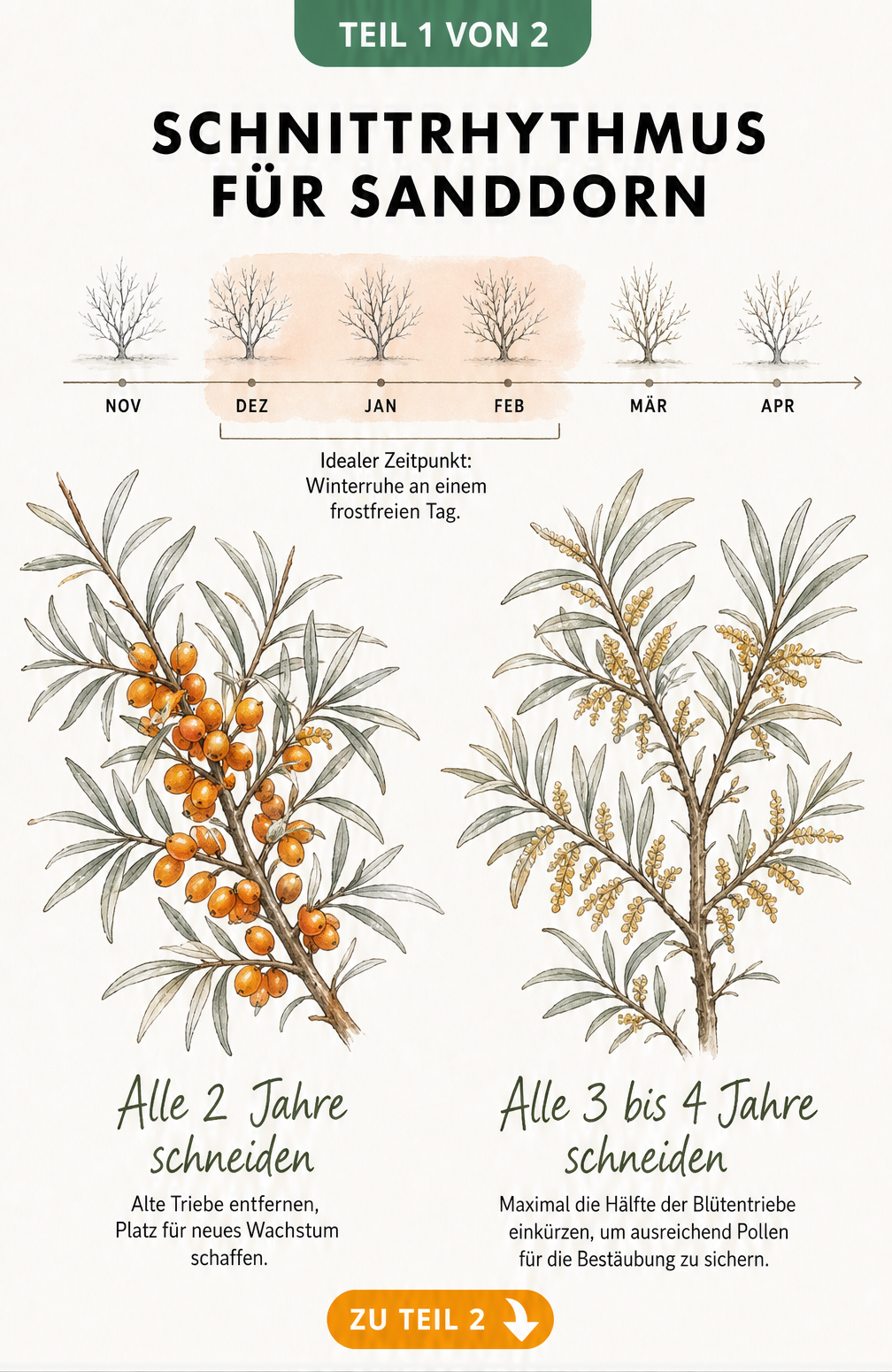 Illustration von männlichen und weiblichen Sanddorn-Zweigen mit Erklärung zum Schnittrhythmus im Winter